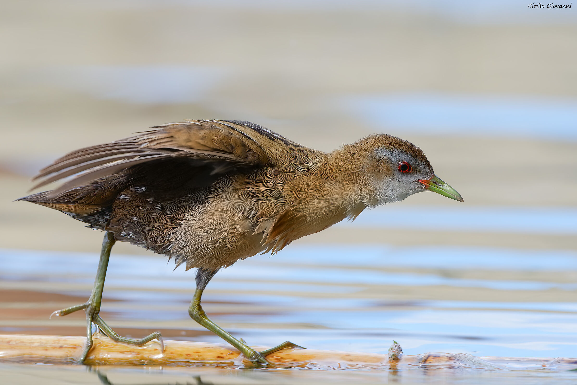 LITTLE CRAKE