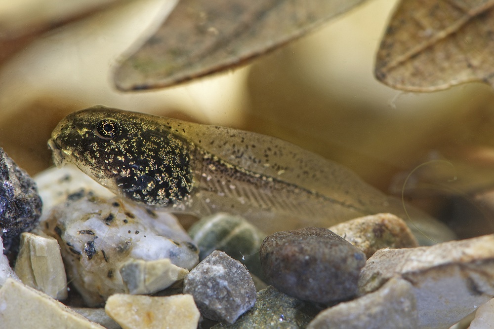 Tadpole to frog Italic