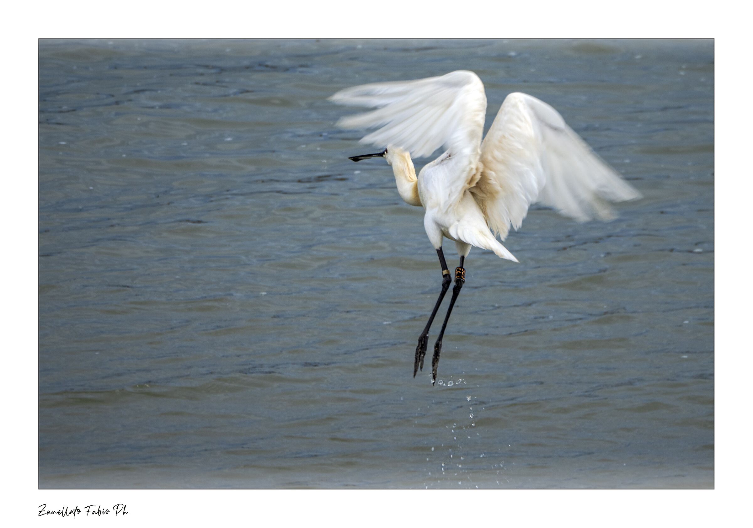 Spatola in stacco - Delta del Po Veneto
