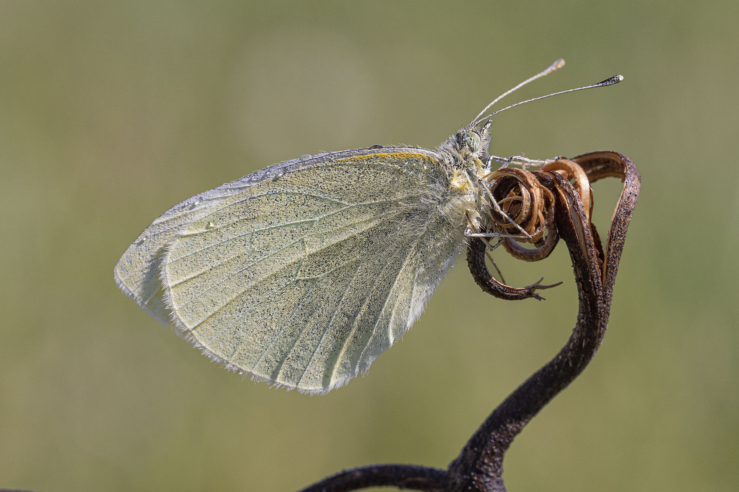 Pieris mannii