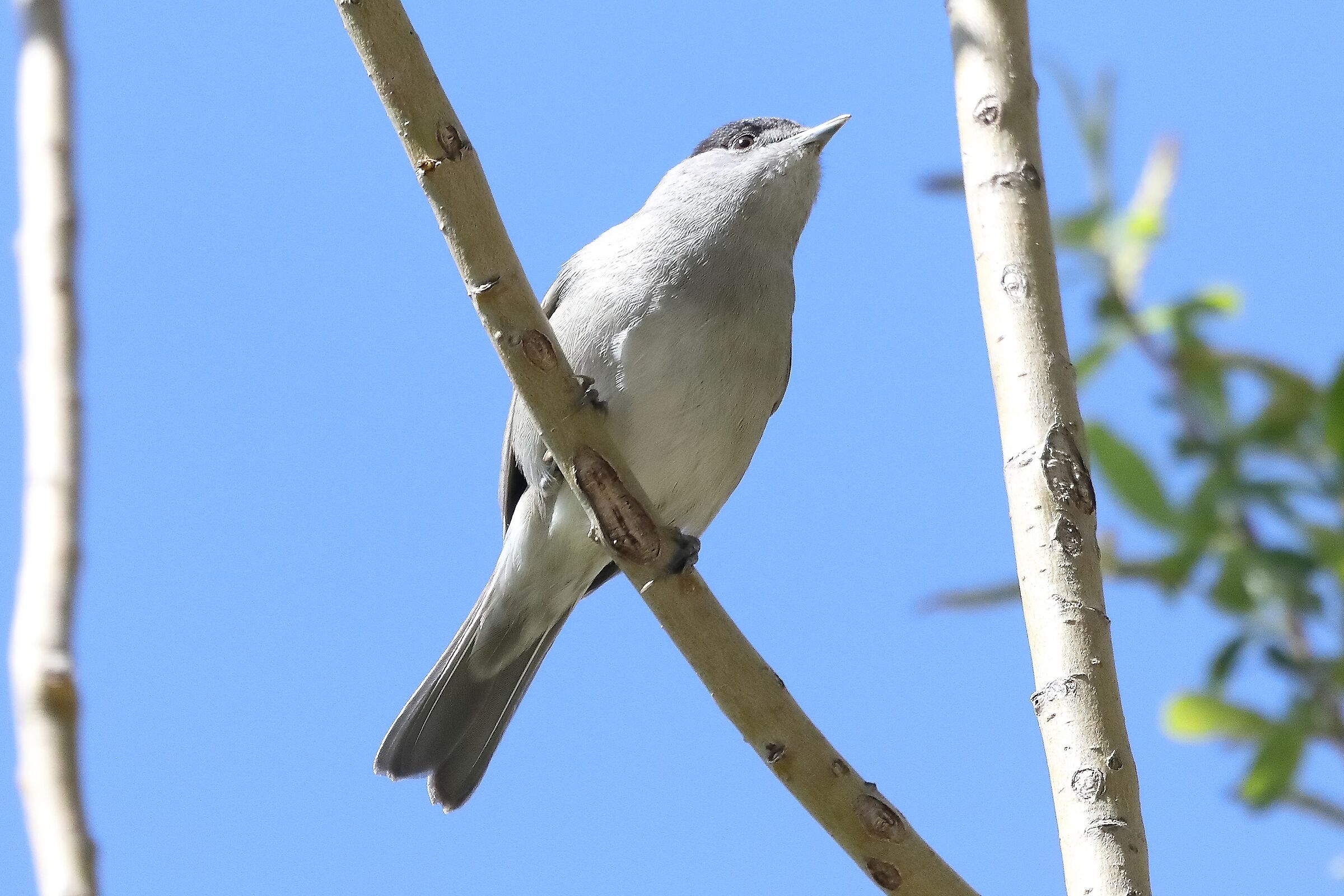 blackcap 10-04-2022