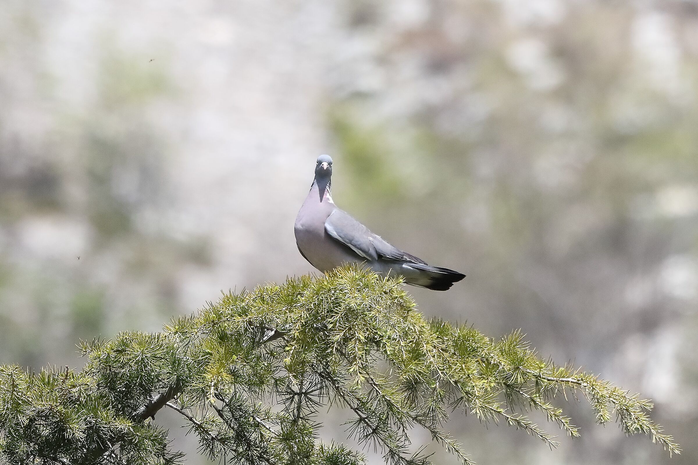 wood pigeon 12-04-2022