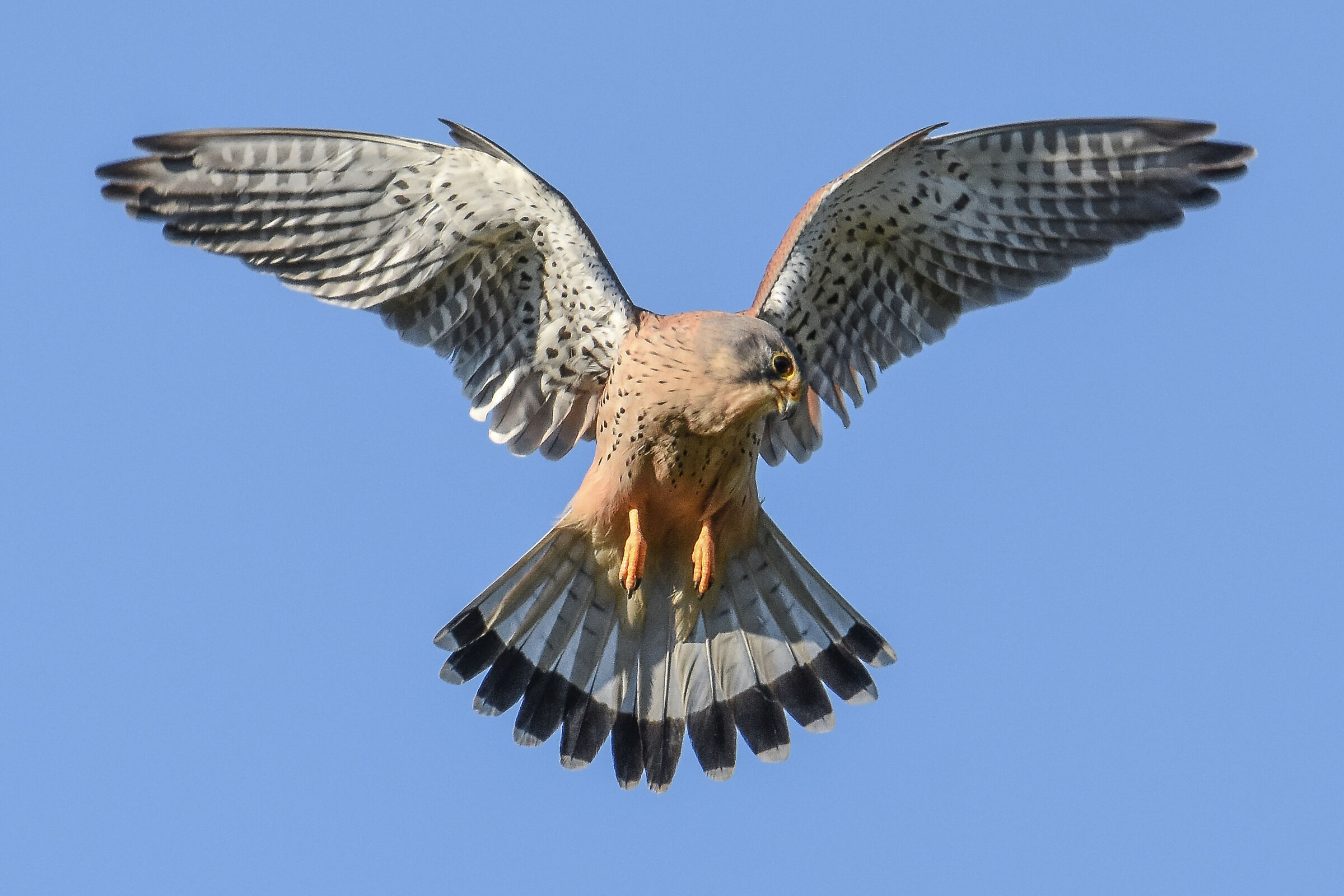 Kestrel