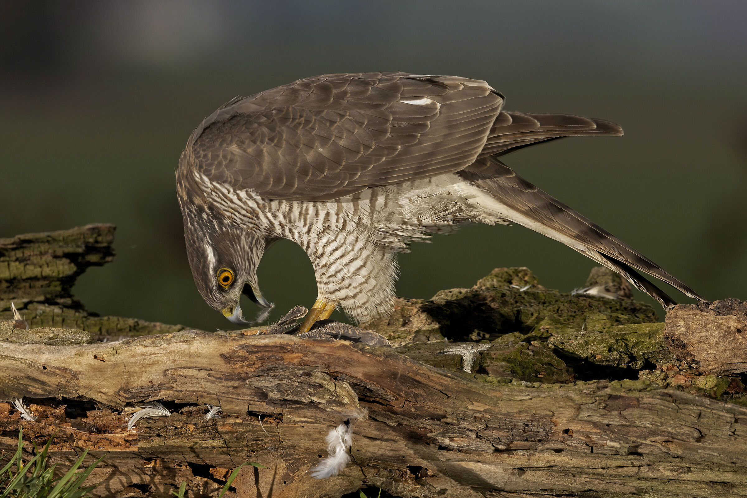 Sparrowhawk