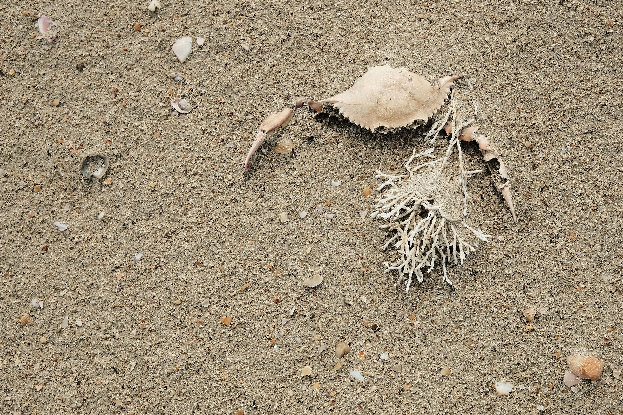 Still life on the beach