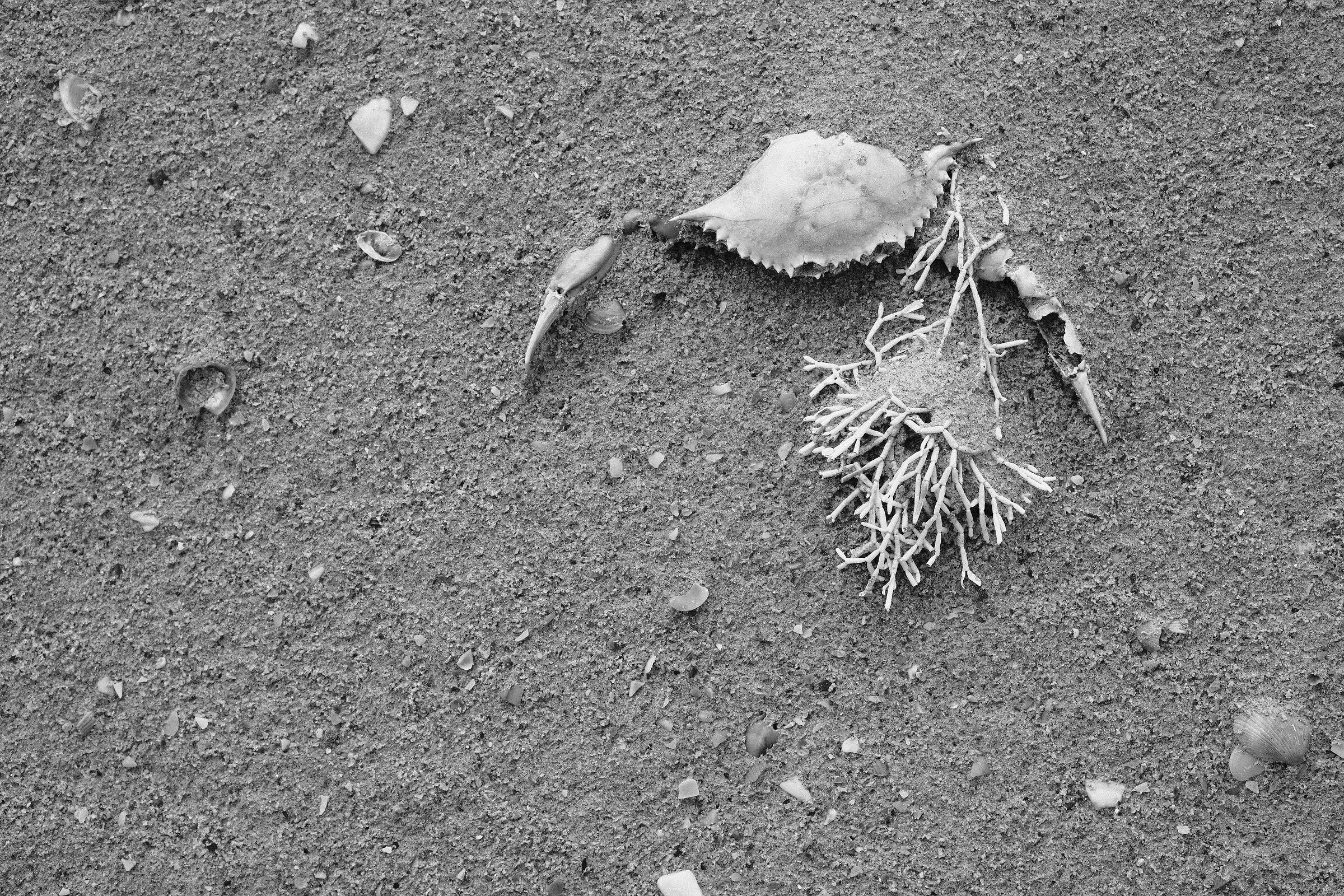 Still life on beach BW