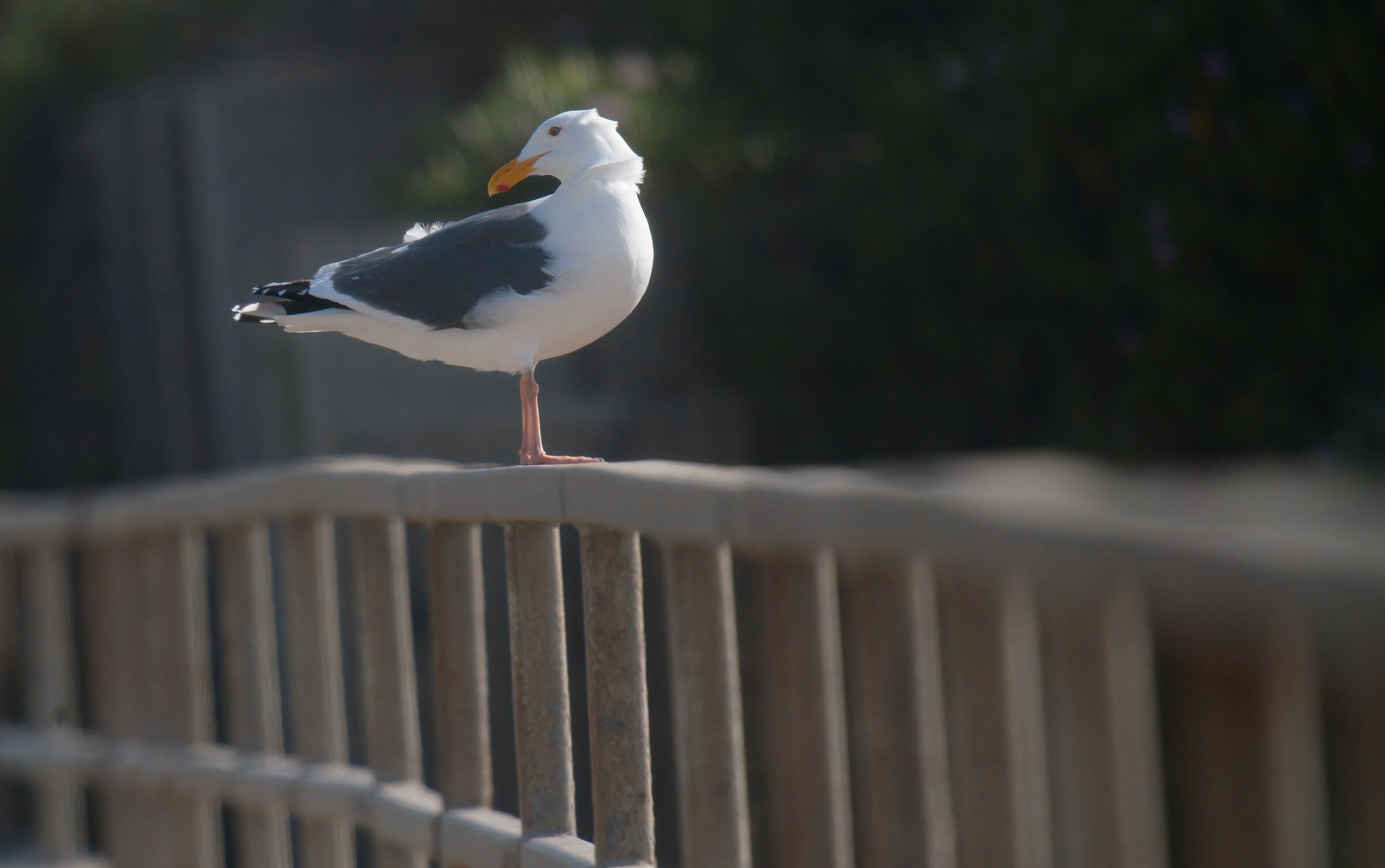 gabbiano industriale