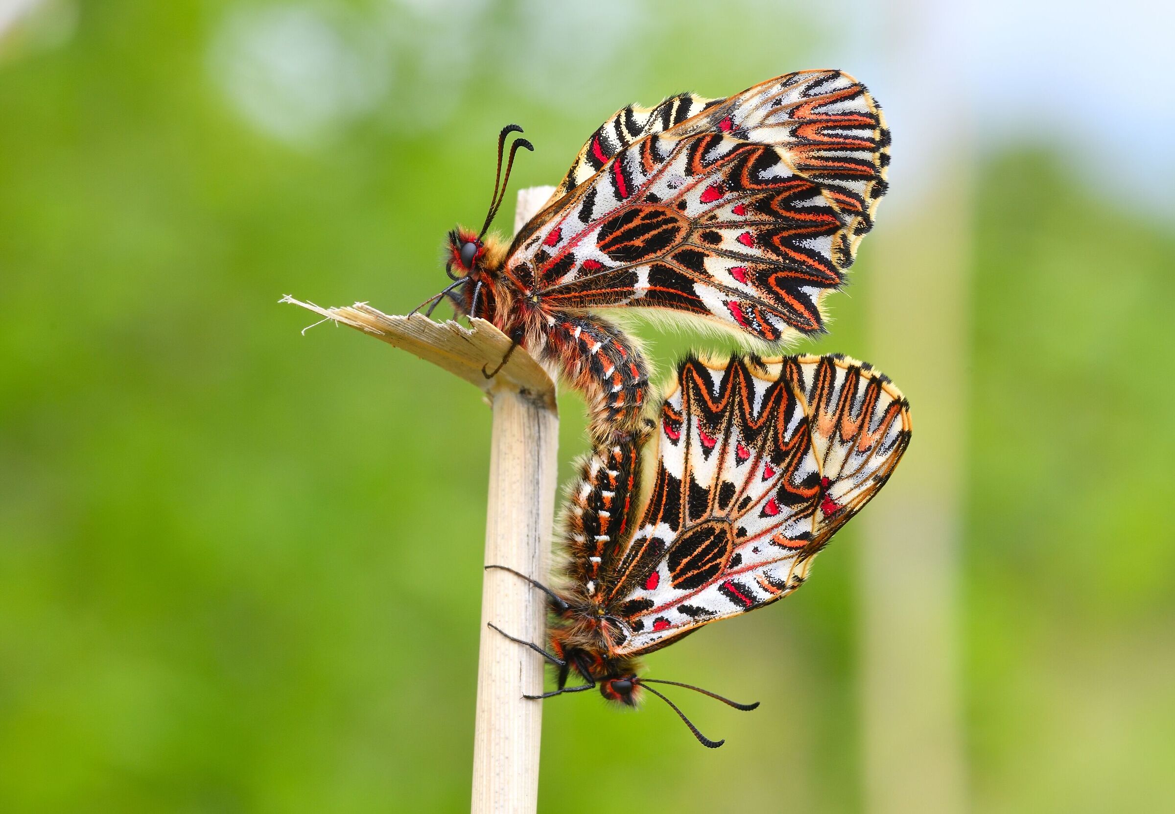 ancora Zerynthia ...