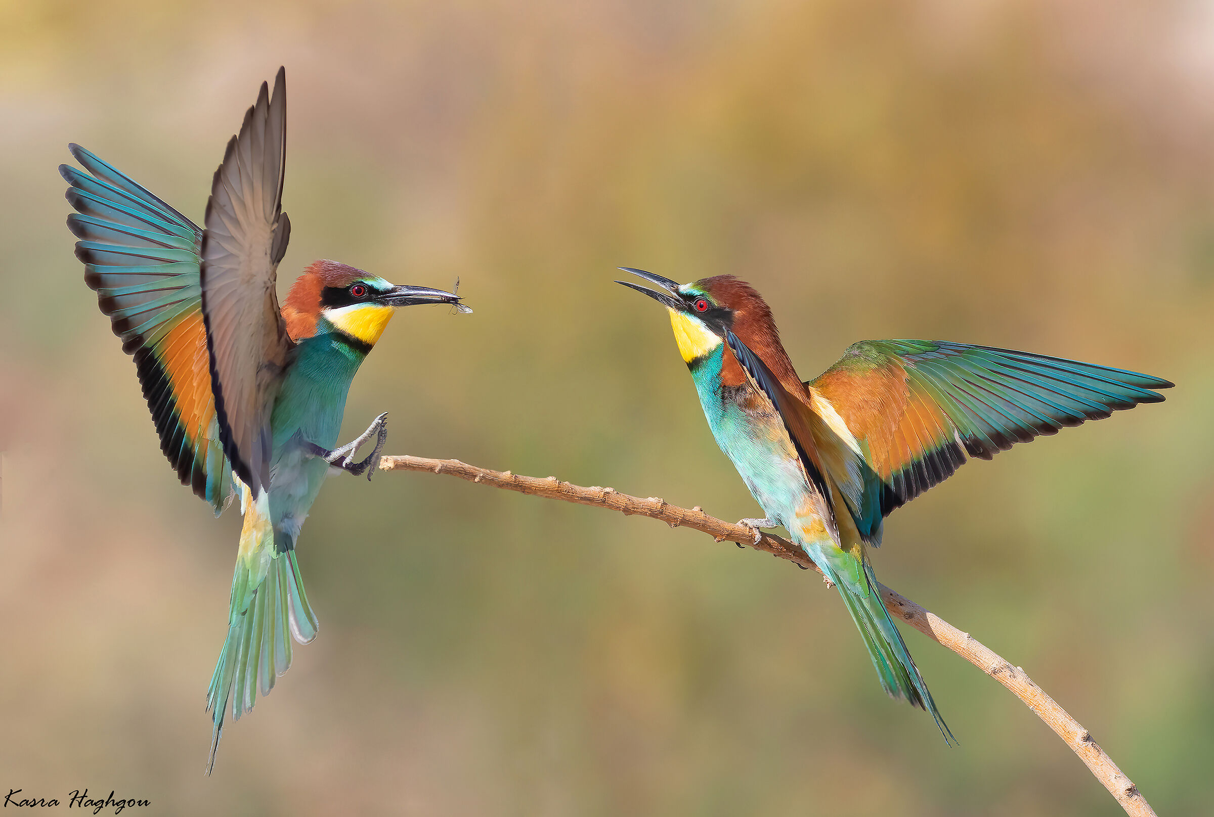 Bee-eater