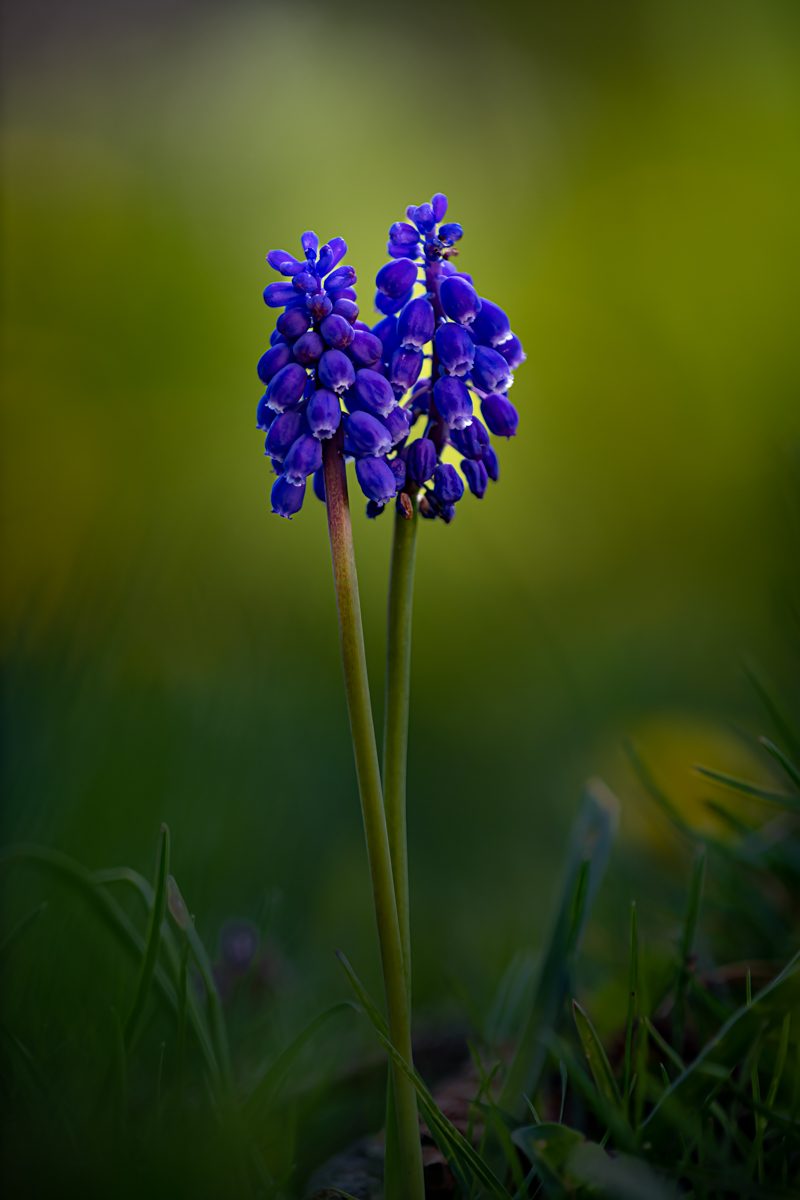 muscari