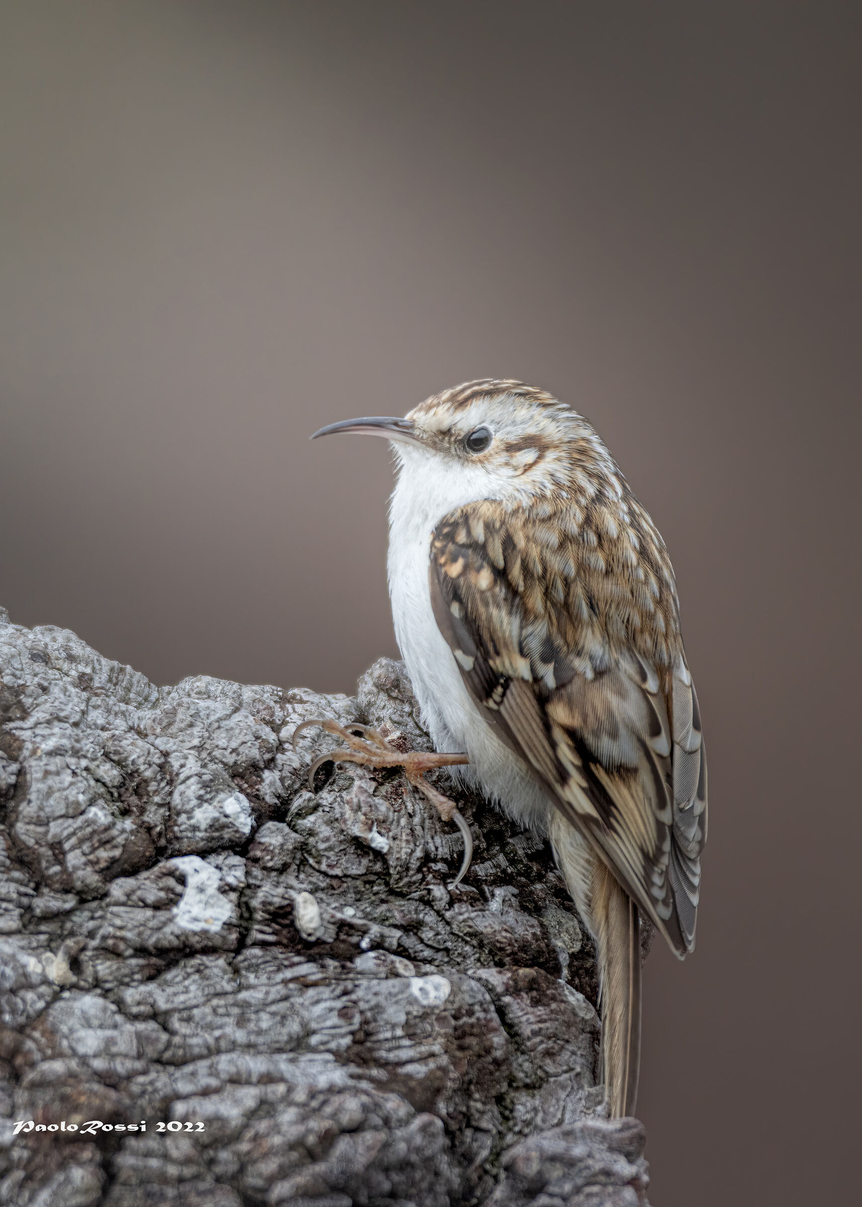 Alpine Rampichino...