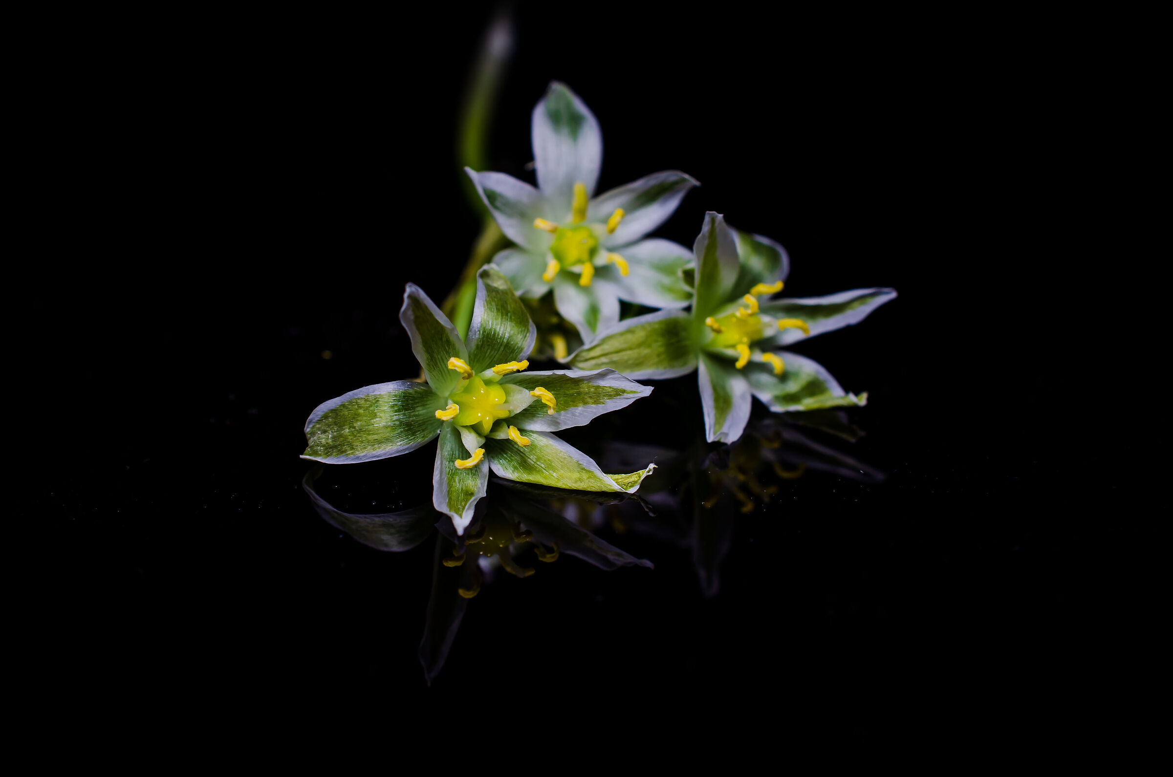 Flowers macro