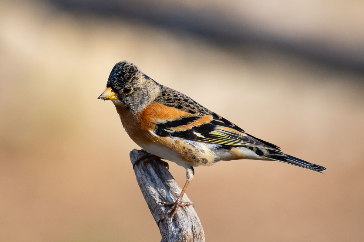 Peppola (Fringilla montifringilla)