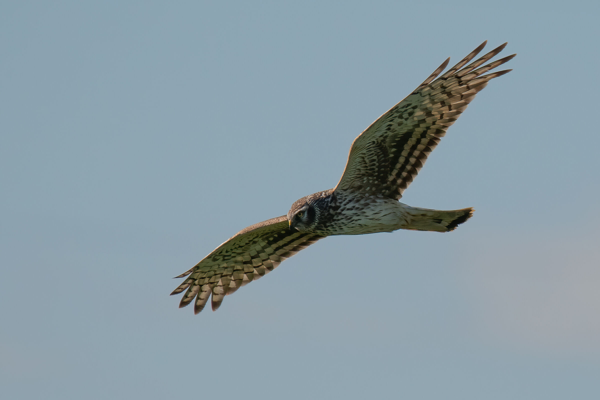 Albanella reale femmina