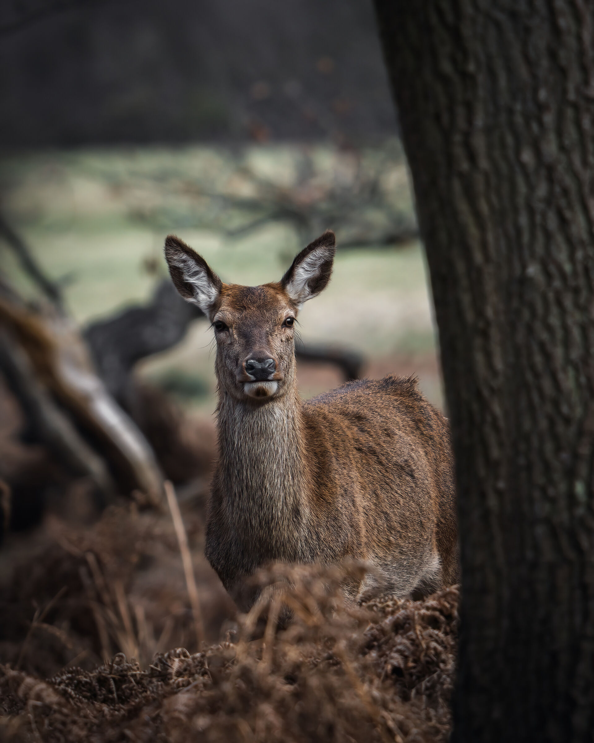Female red deer