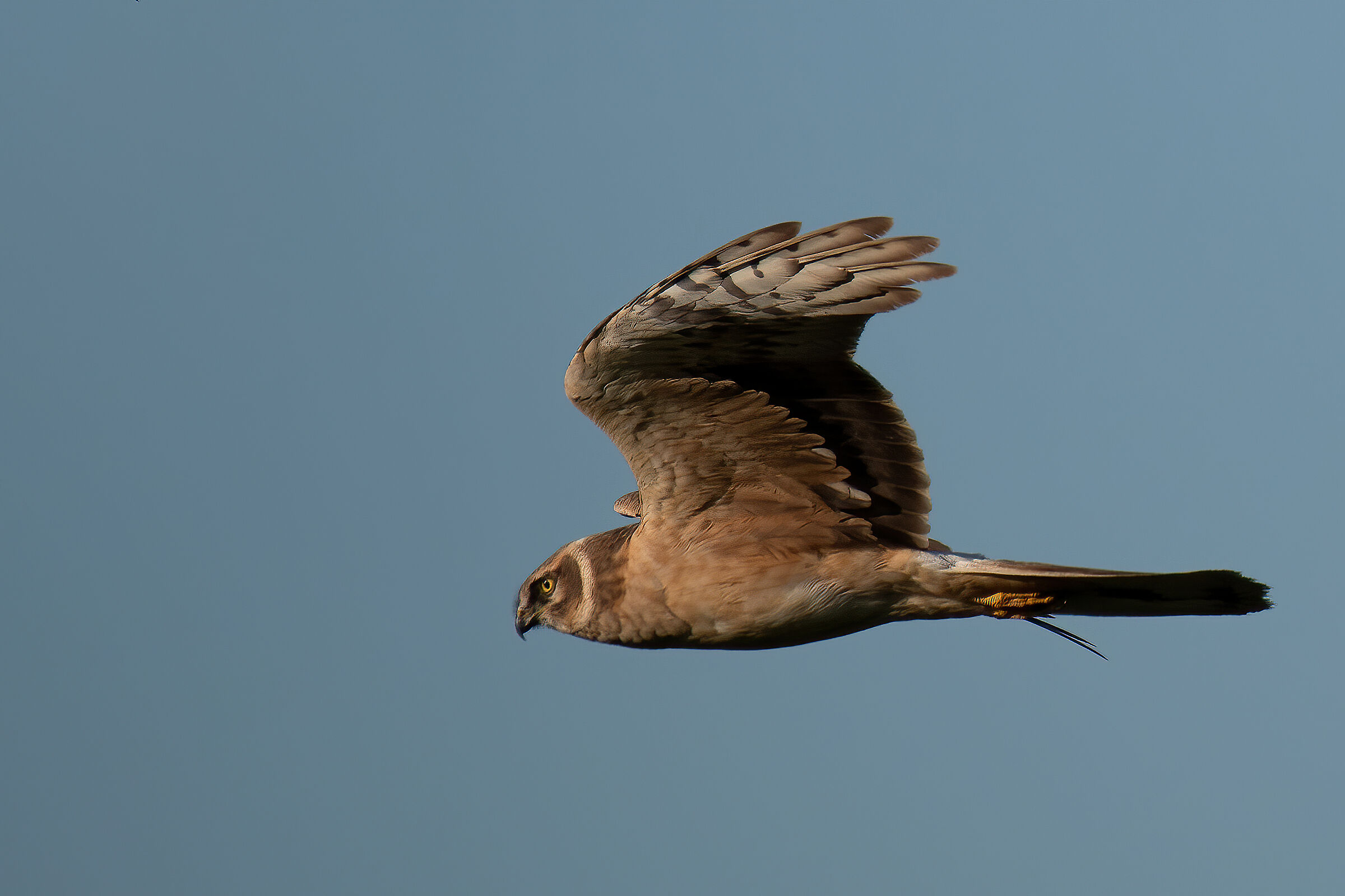 Albanella minore femmina