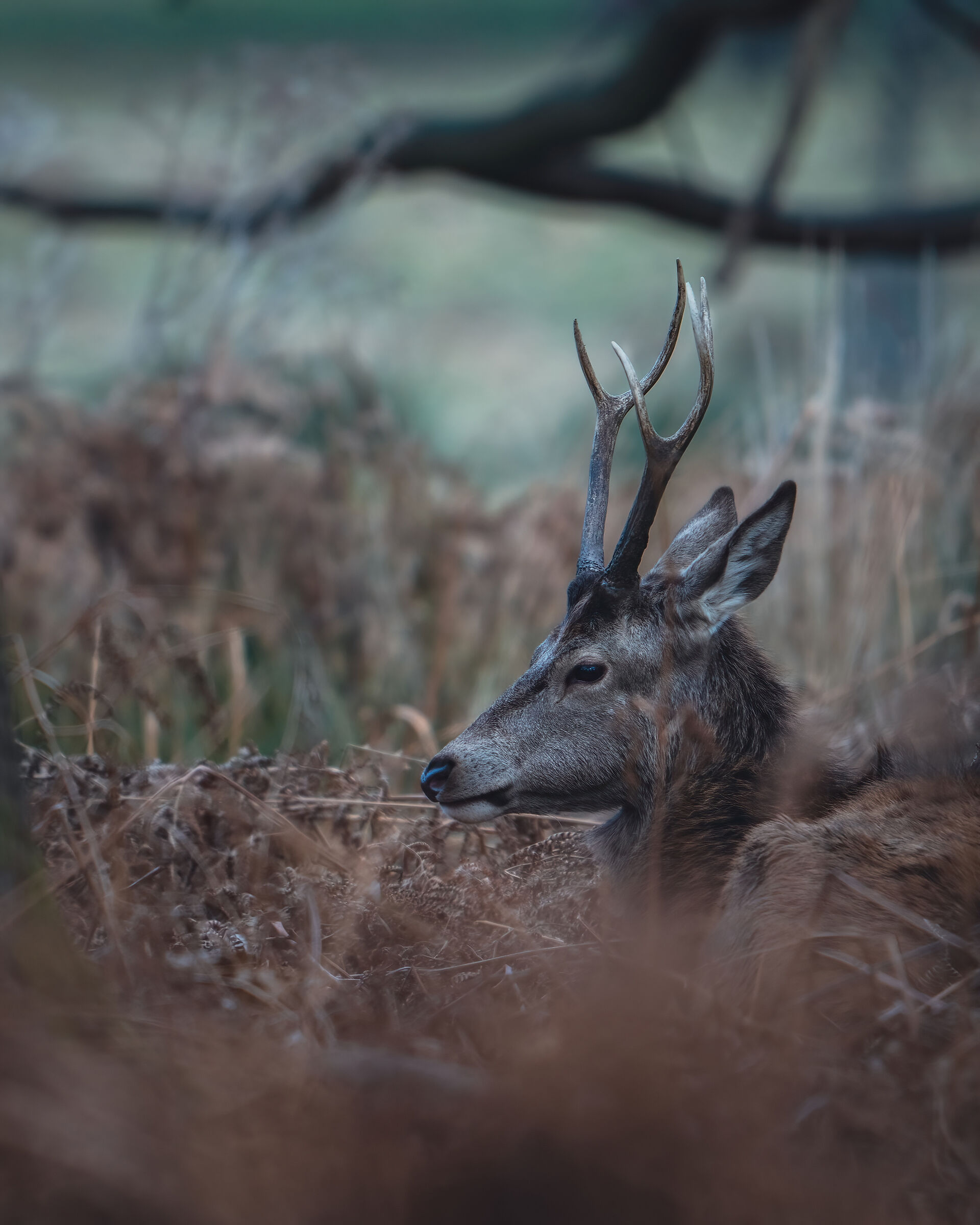 Young Red Deer under 5 years of age