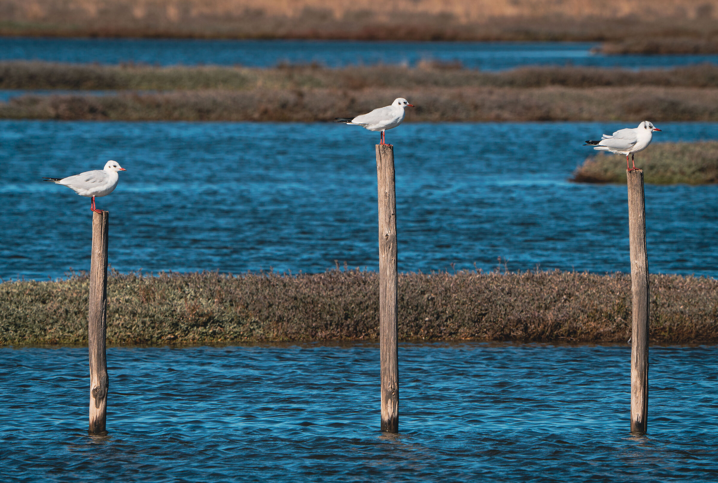 Hierarchies between Gabbianelle
