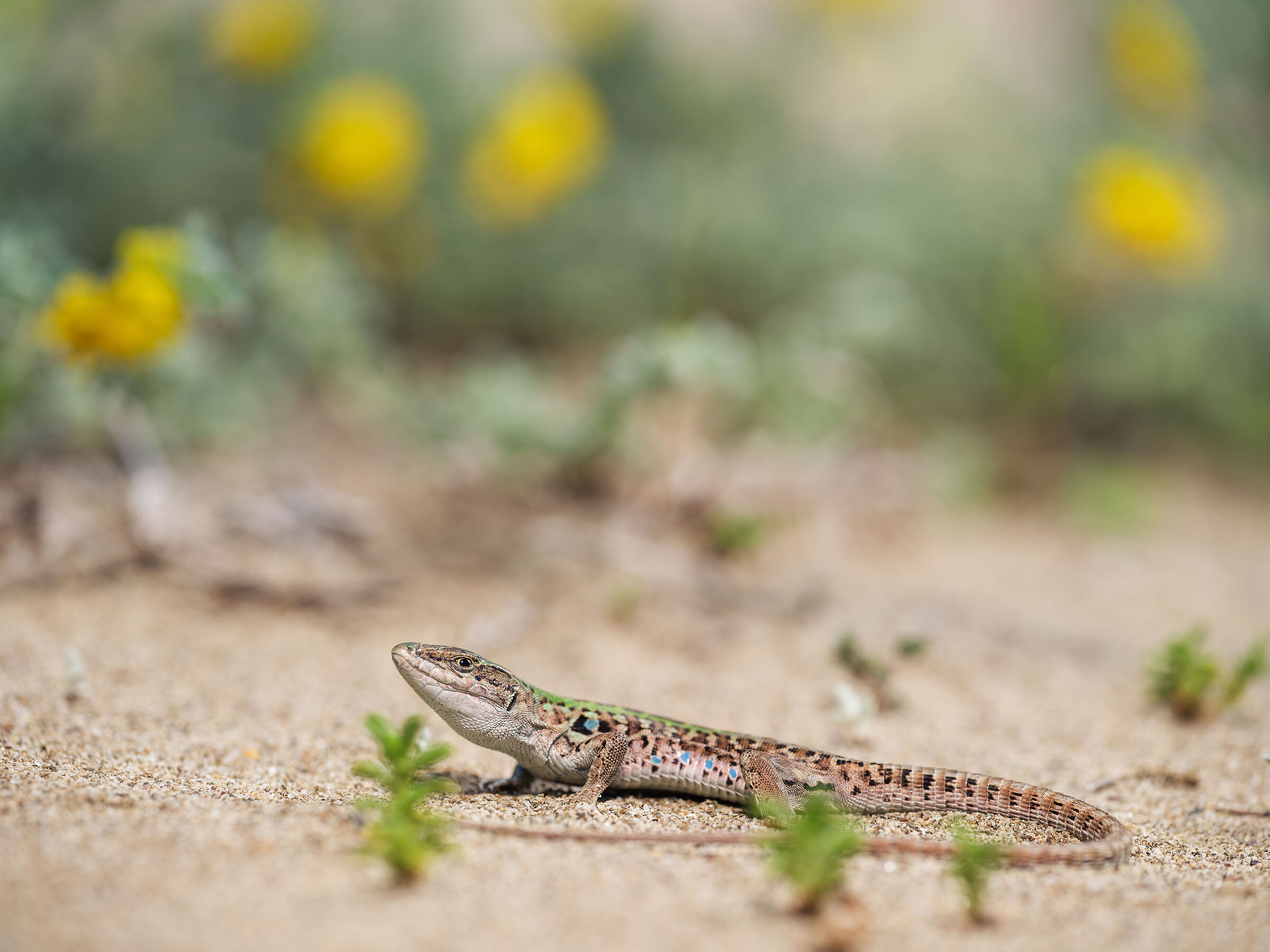 Podarcis siculus