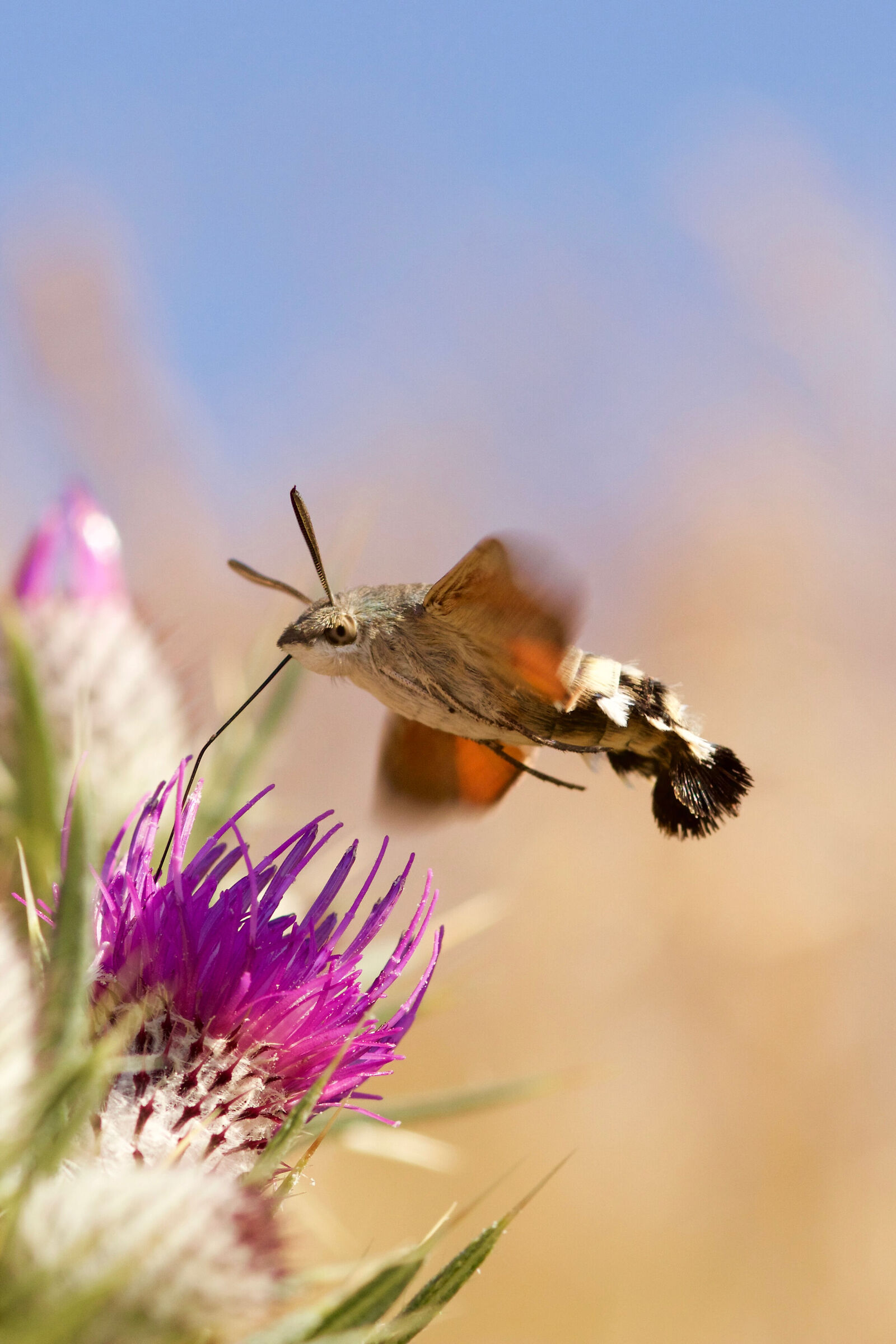 Sfinge colibrì