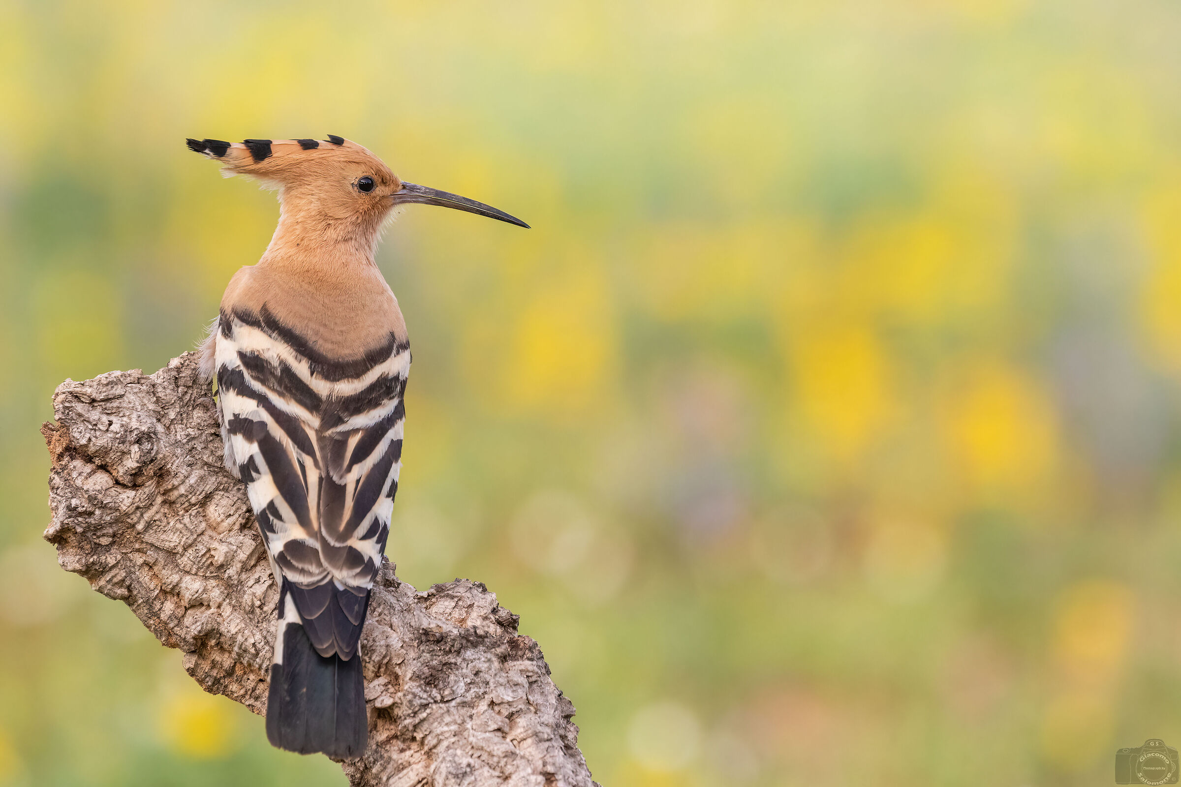 Hoopoe.
