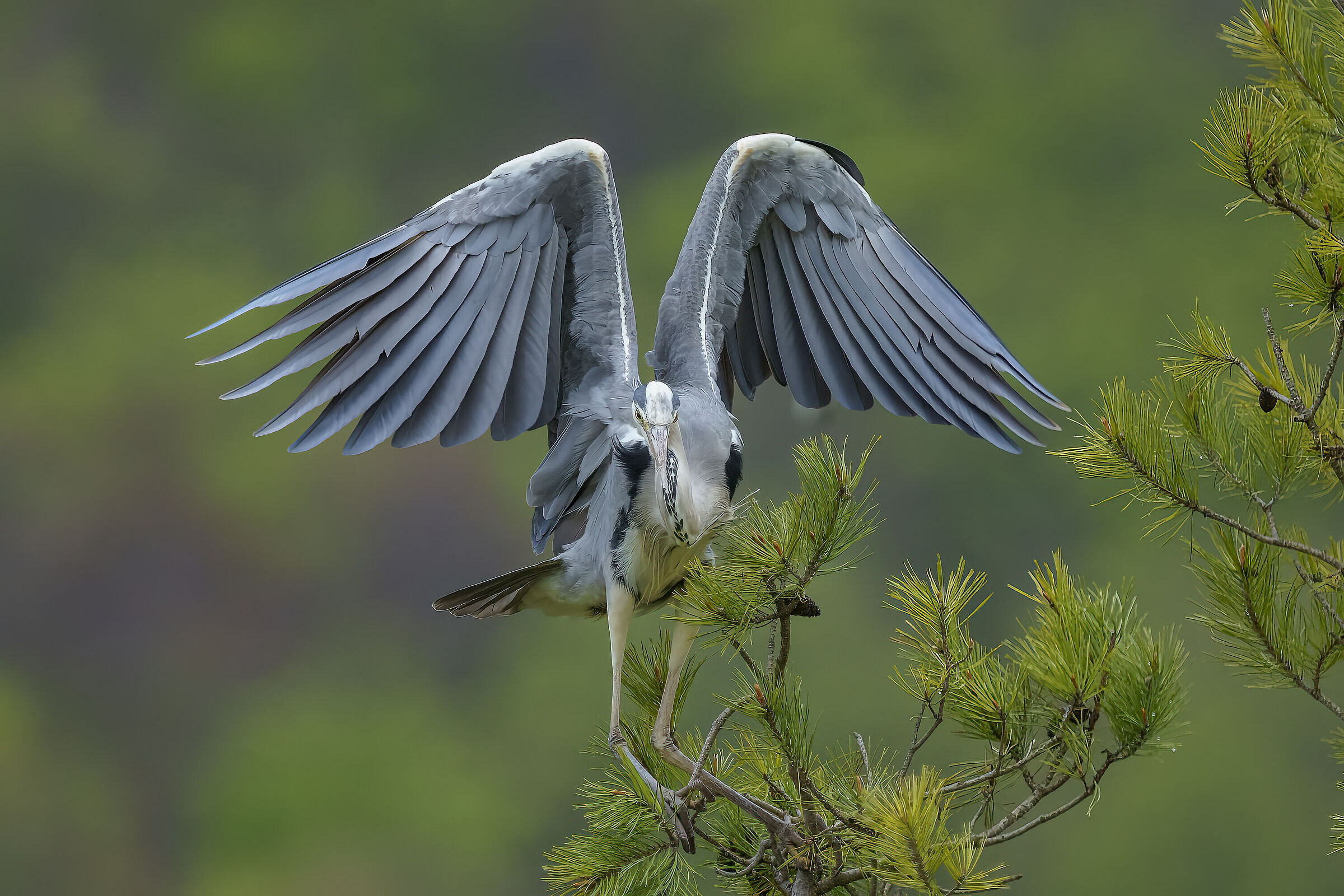 Airone cenerino in planata