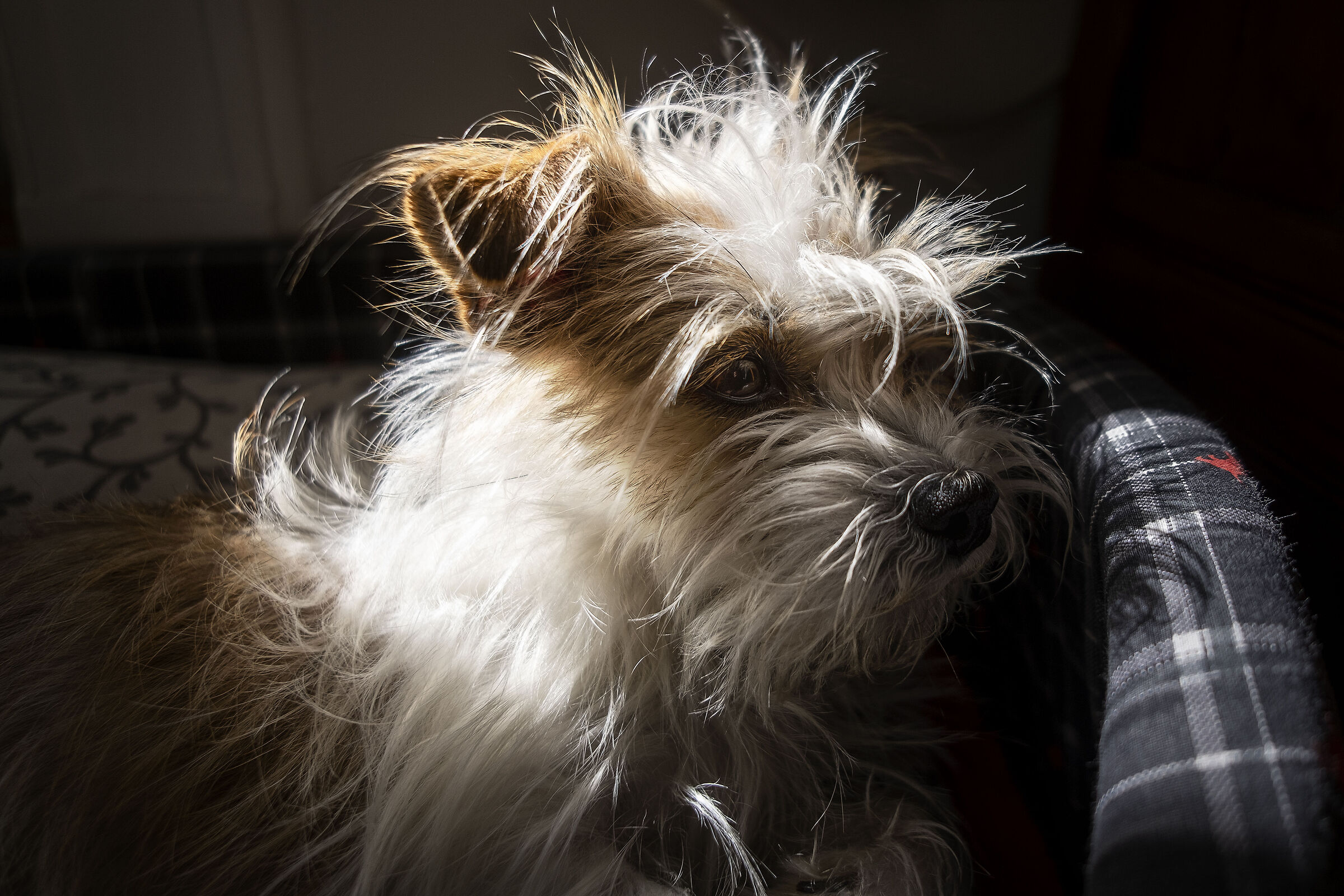 Susy