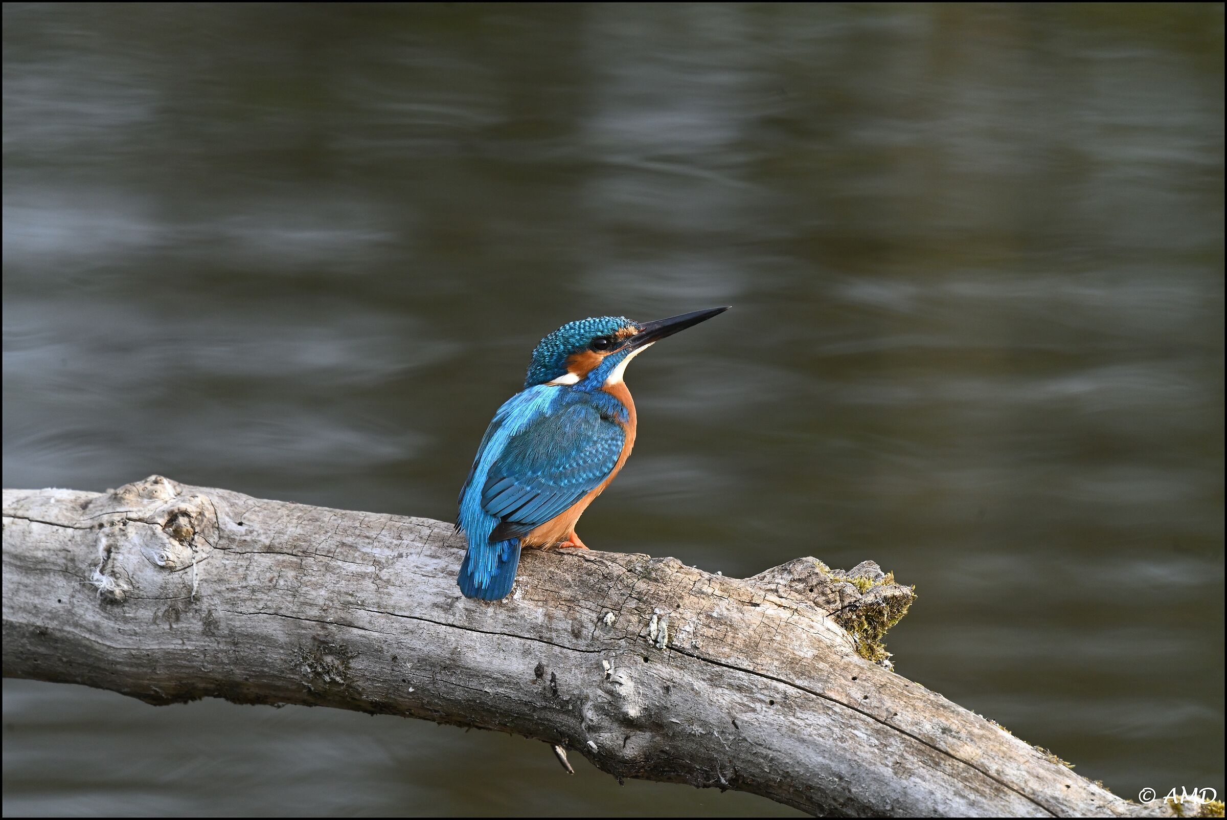 Kingfisher