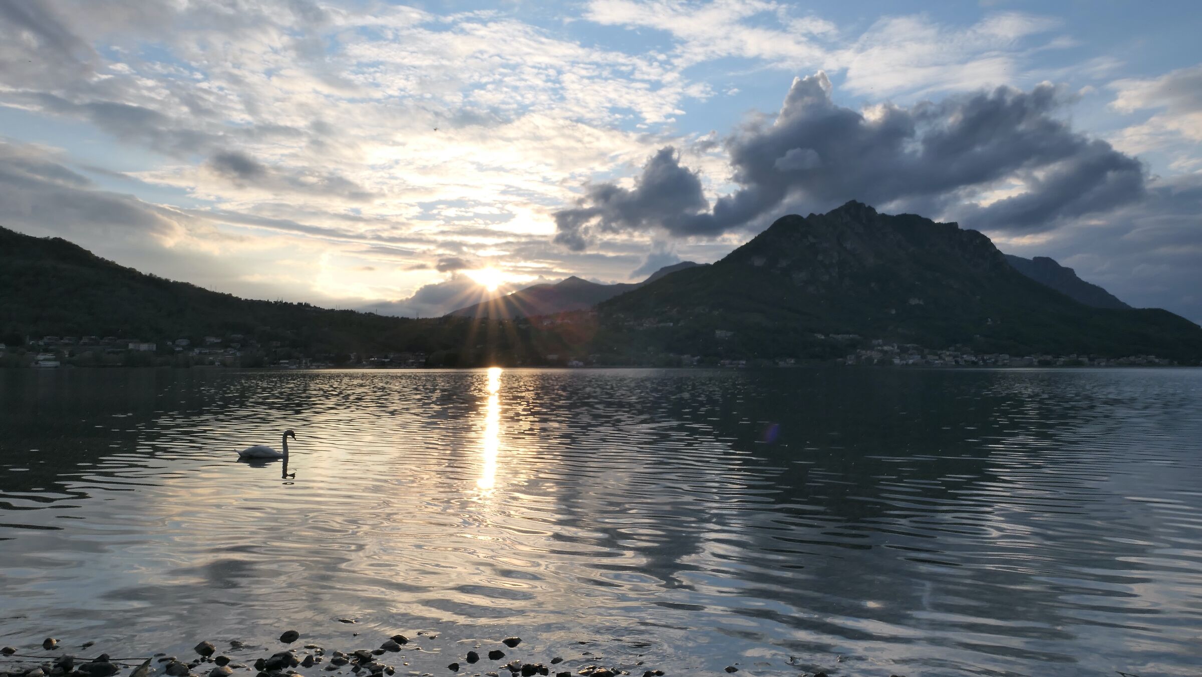 Cigno solitario al tramonto