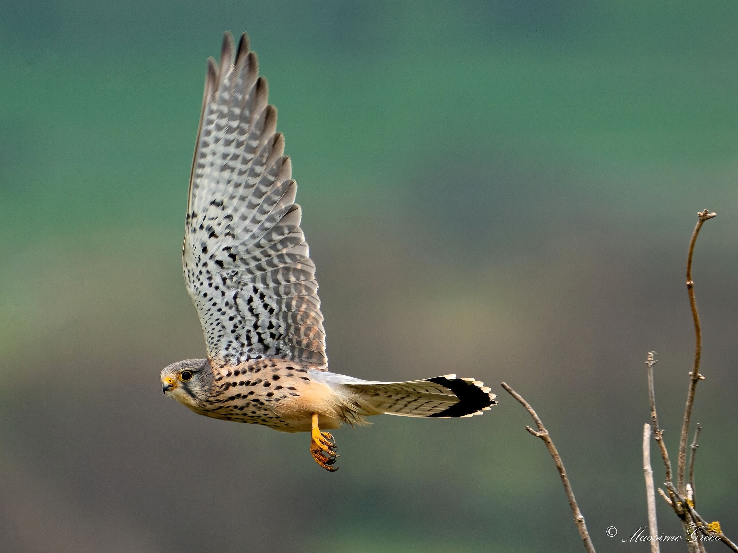Gheppio (Falco tinnunculus)
