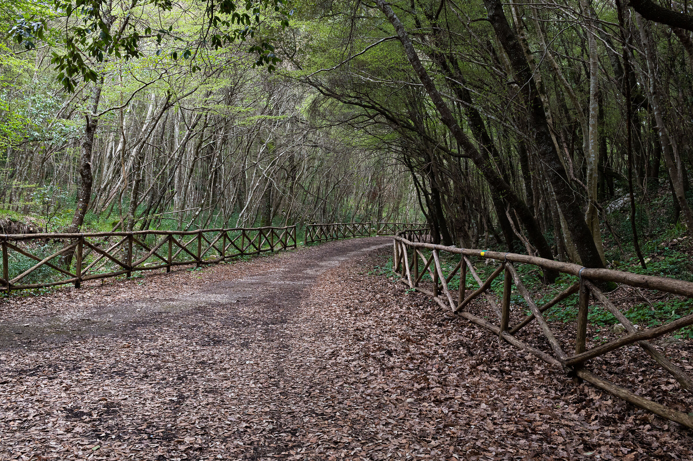 Tree-lined Avenue