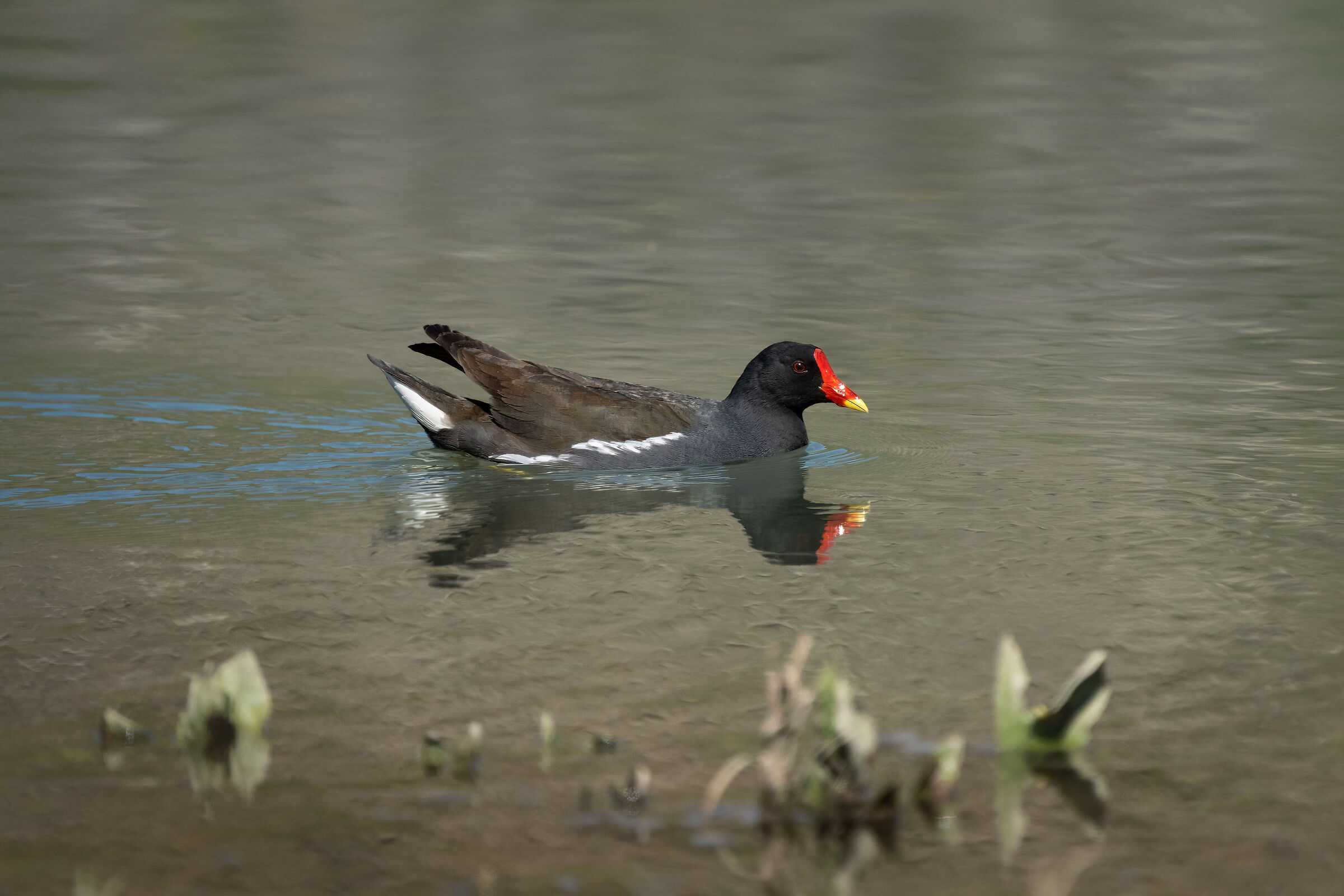 Gallinella d'acqua (Valle Cavanata - Friuli)