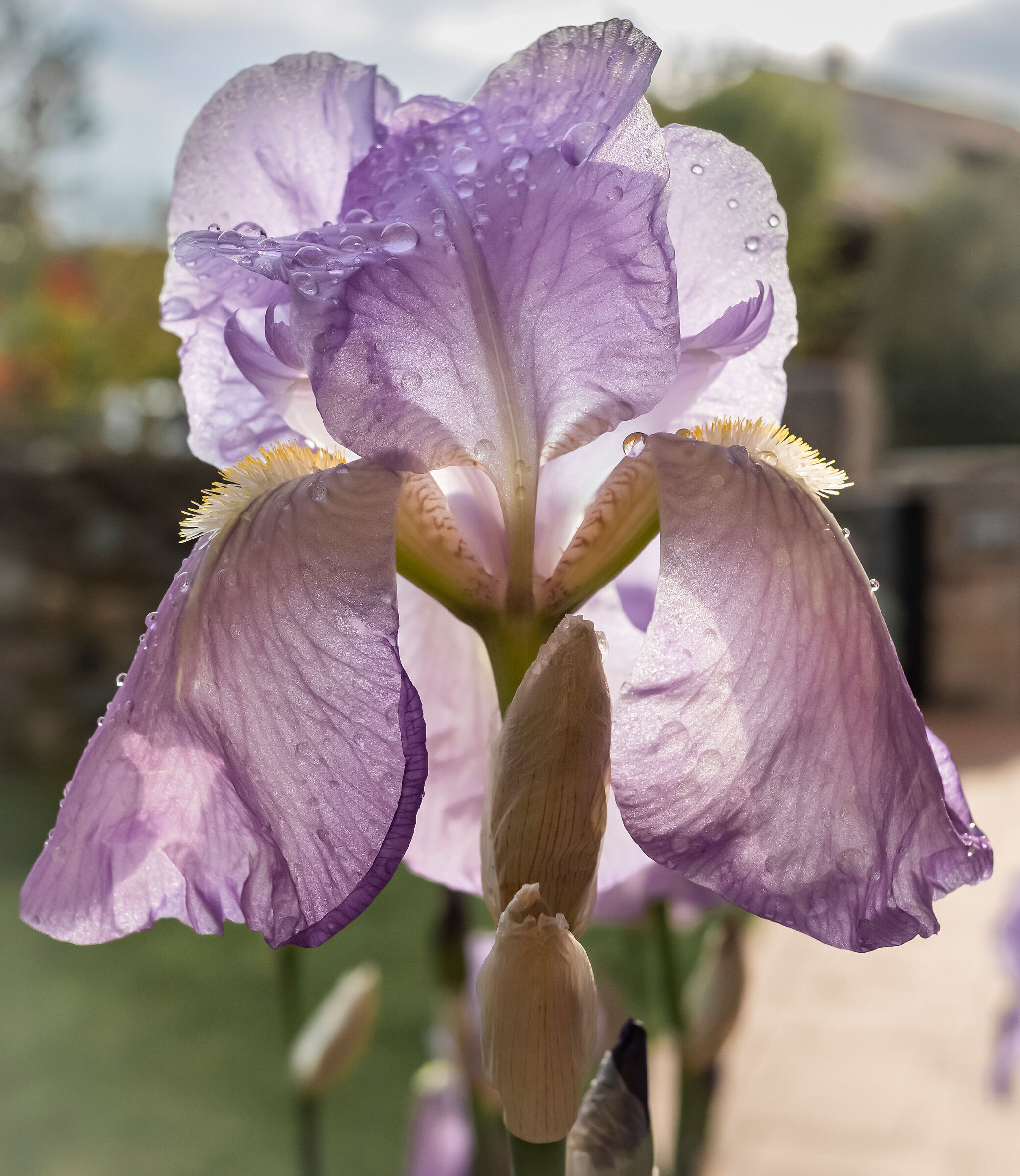Iris backlight