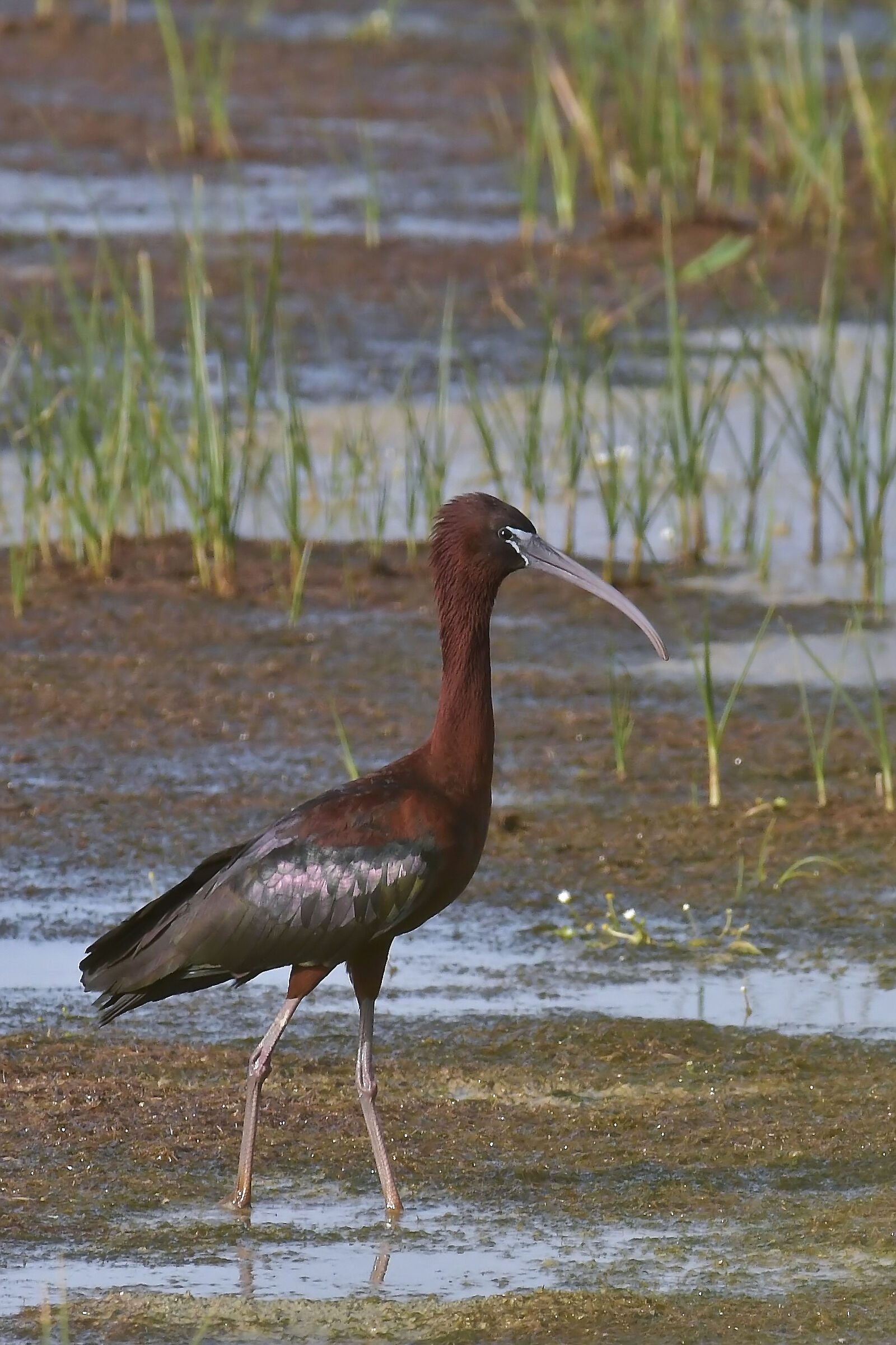 Glossy ibis