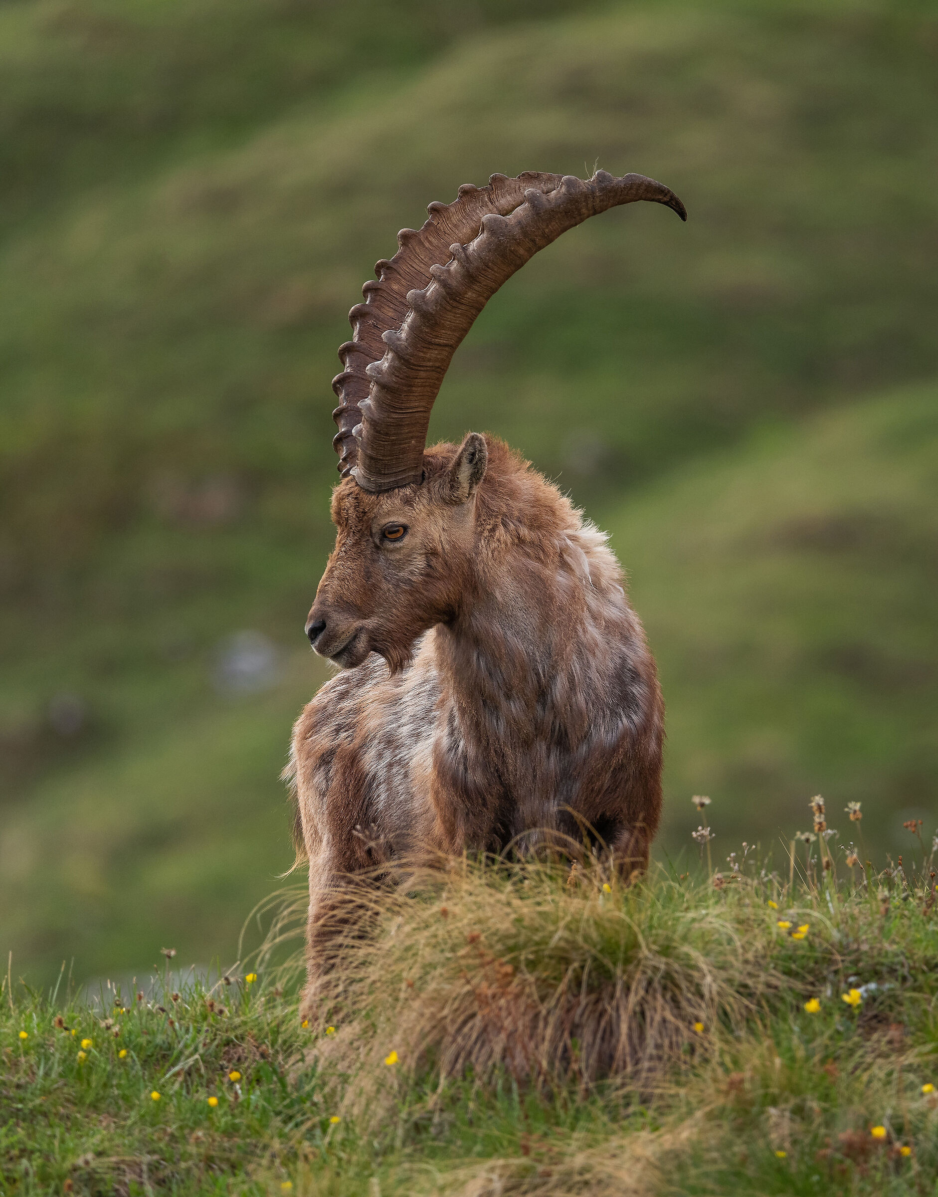 Alpine ibex