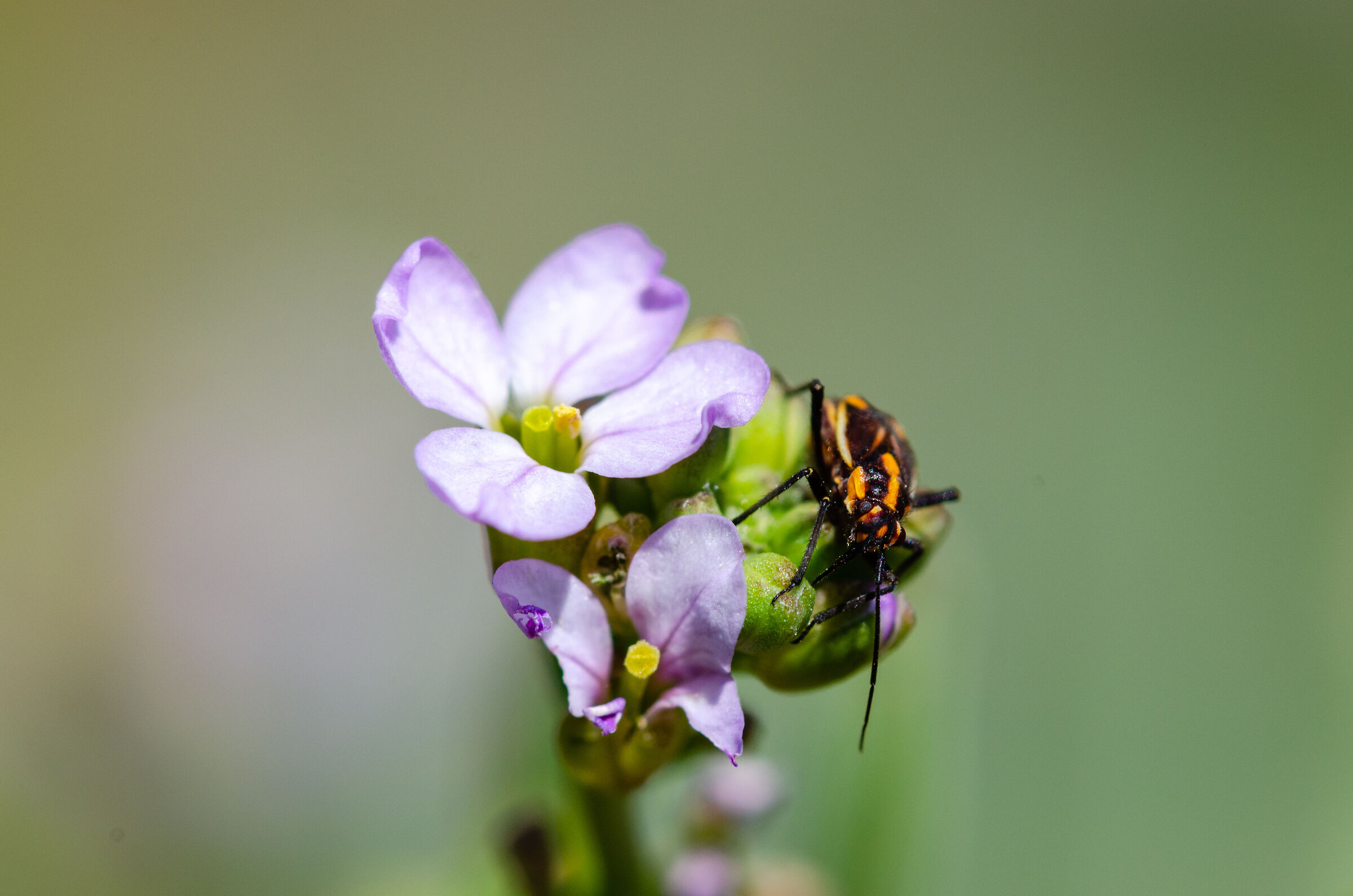 Spring
