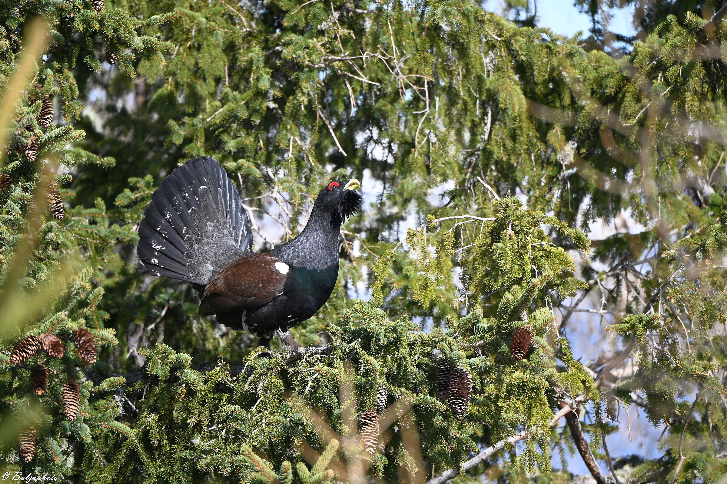 Gallo cedrone - Tetrao urogallus