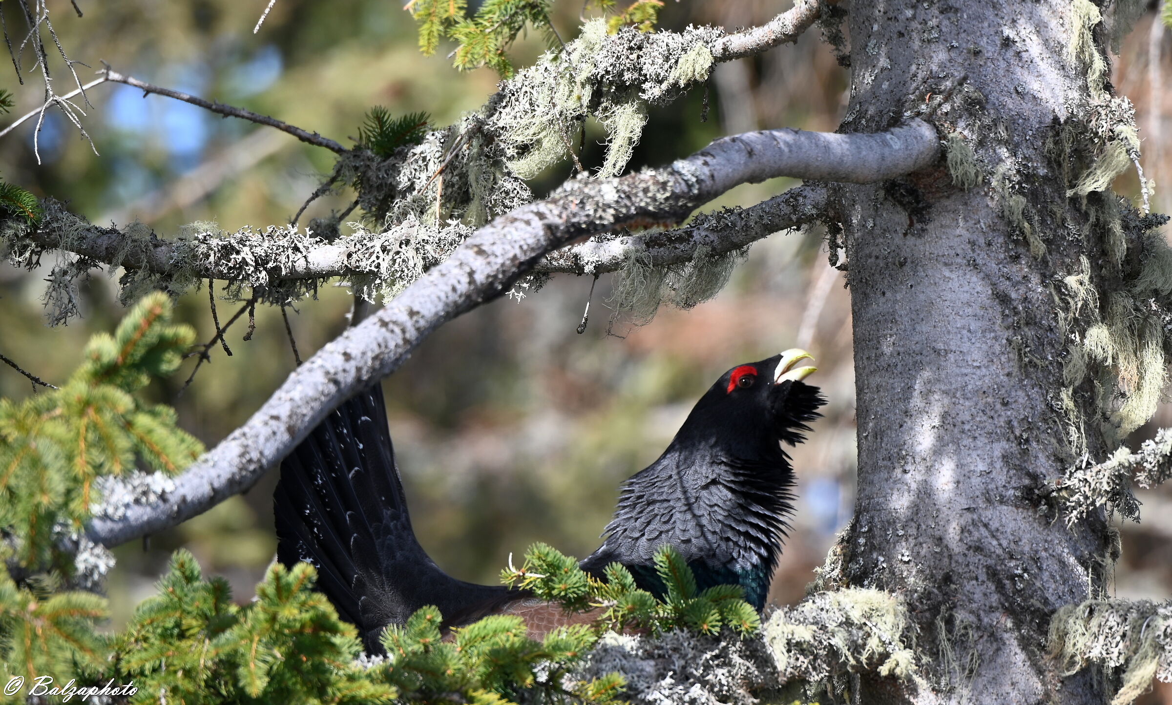 Gallo cedrone - Tetrao urogallus