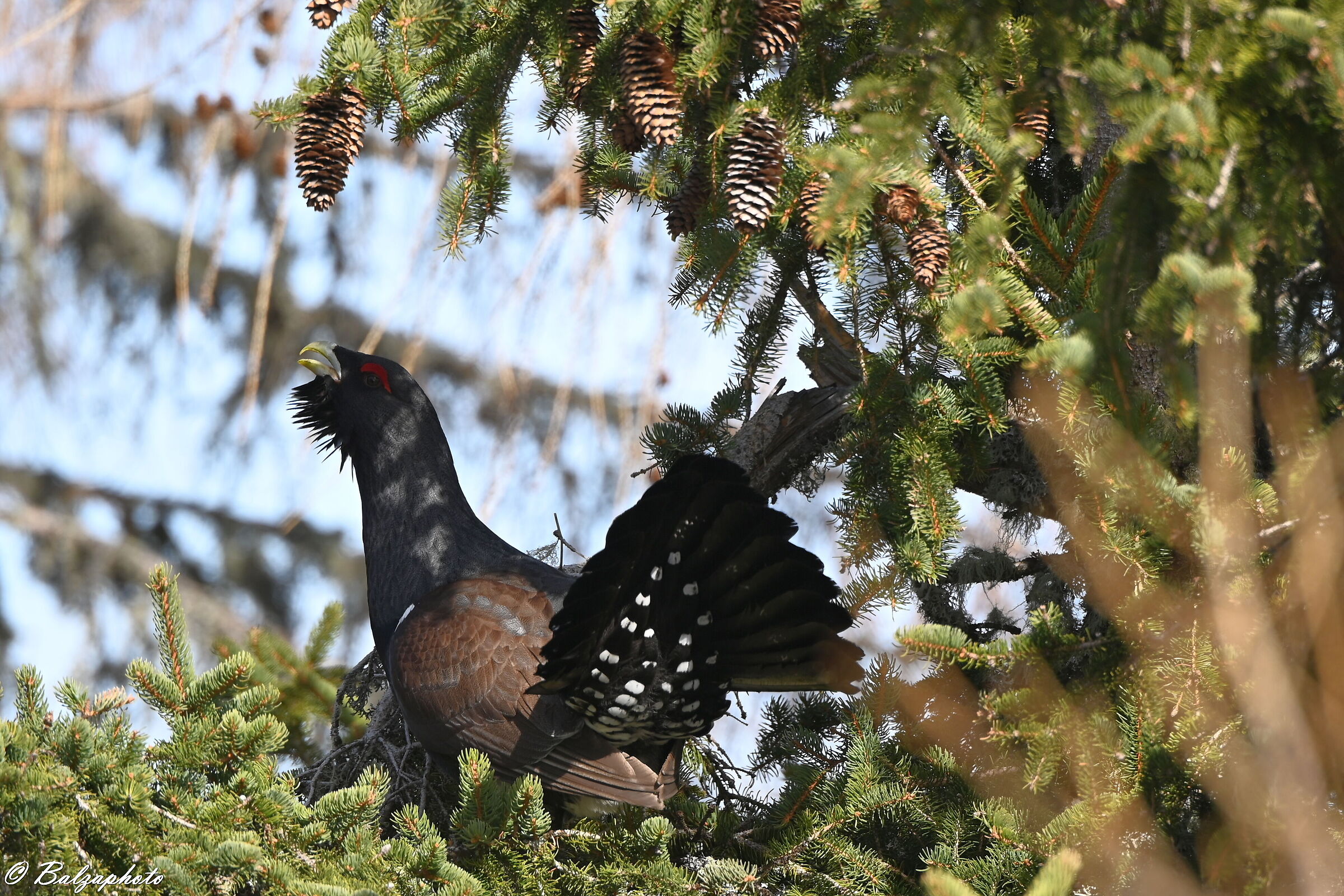 Gallo cedrone - Tetrao urogallus