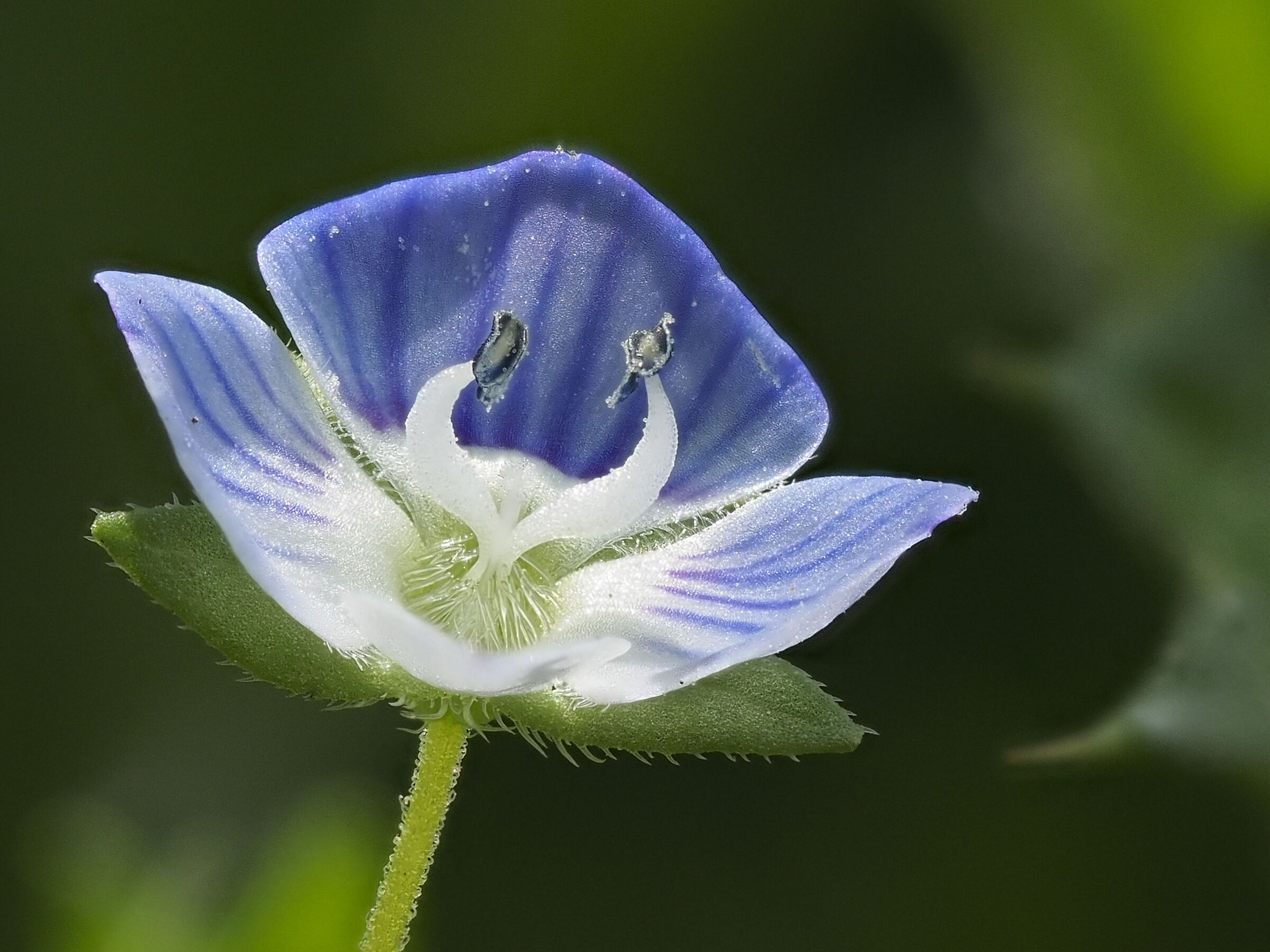 Veronica Persica (Occhi della Madonna)