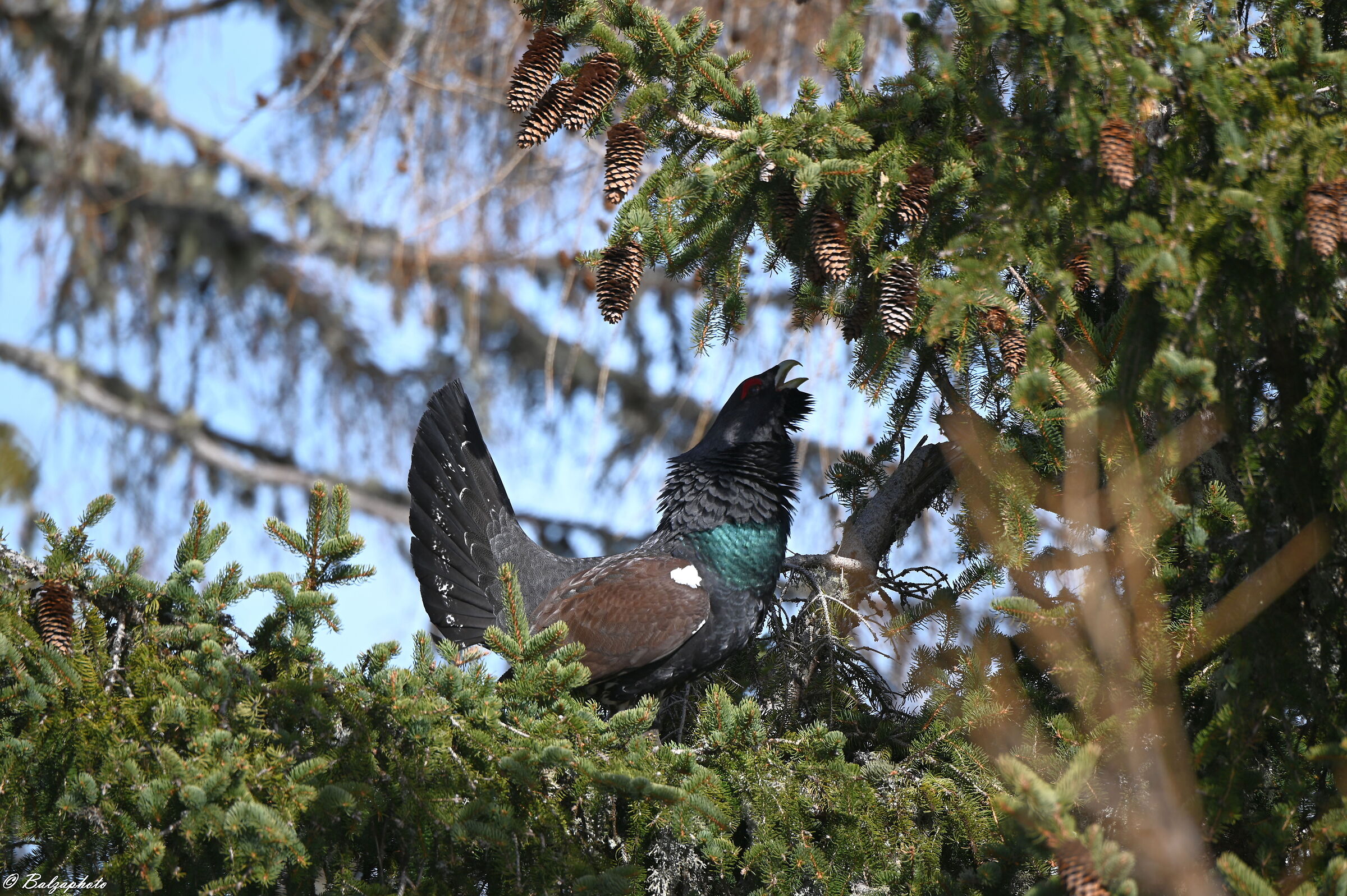 Gallo cedrone - Tetrao urogallus