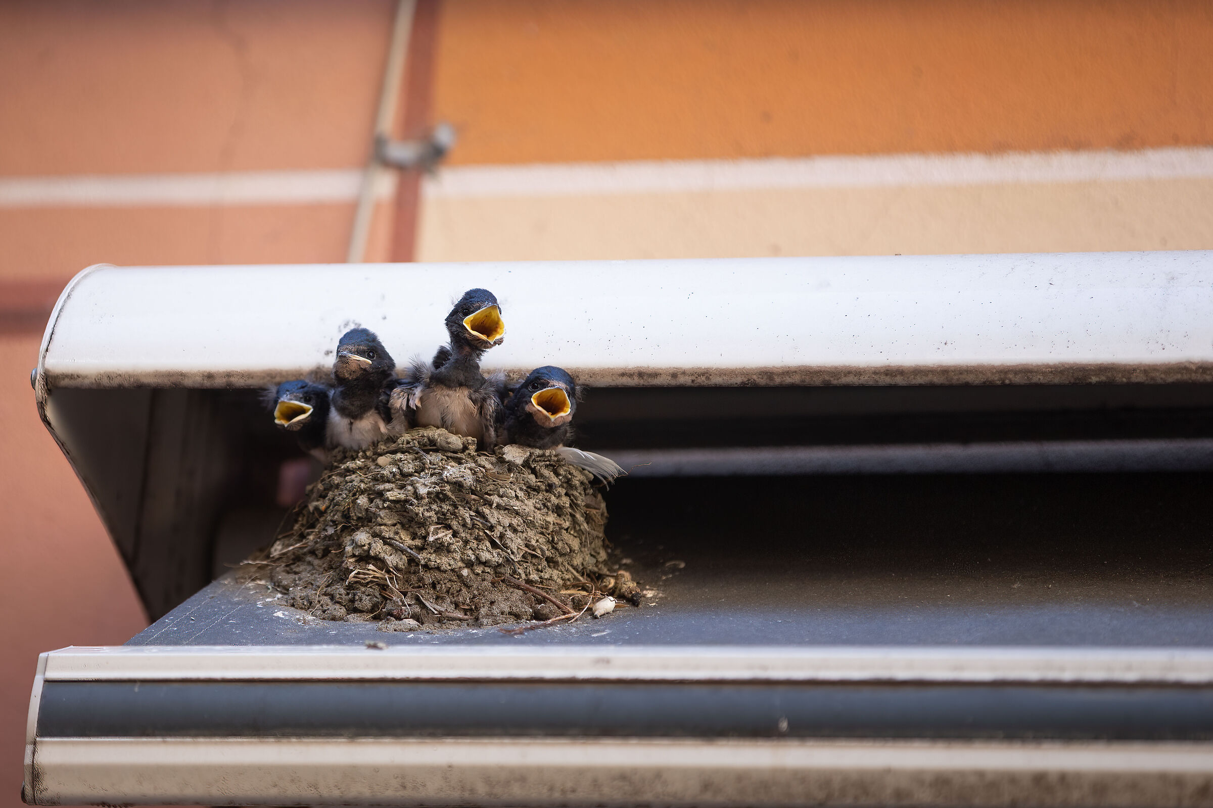 In cerca di mamma e cibo