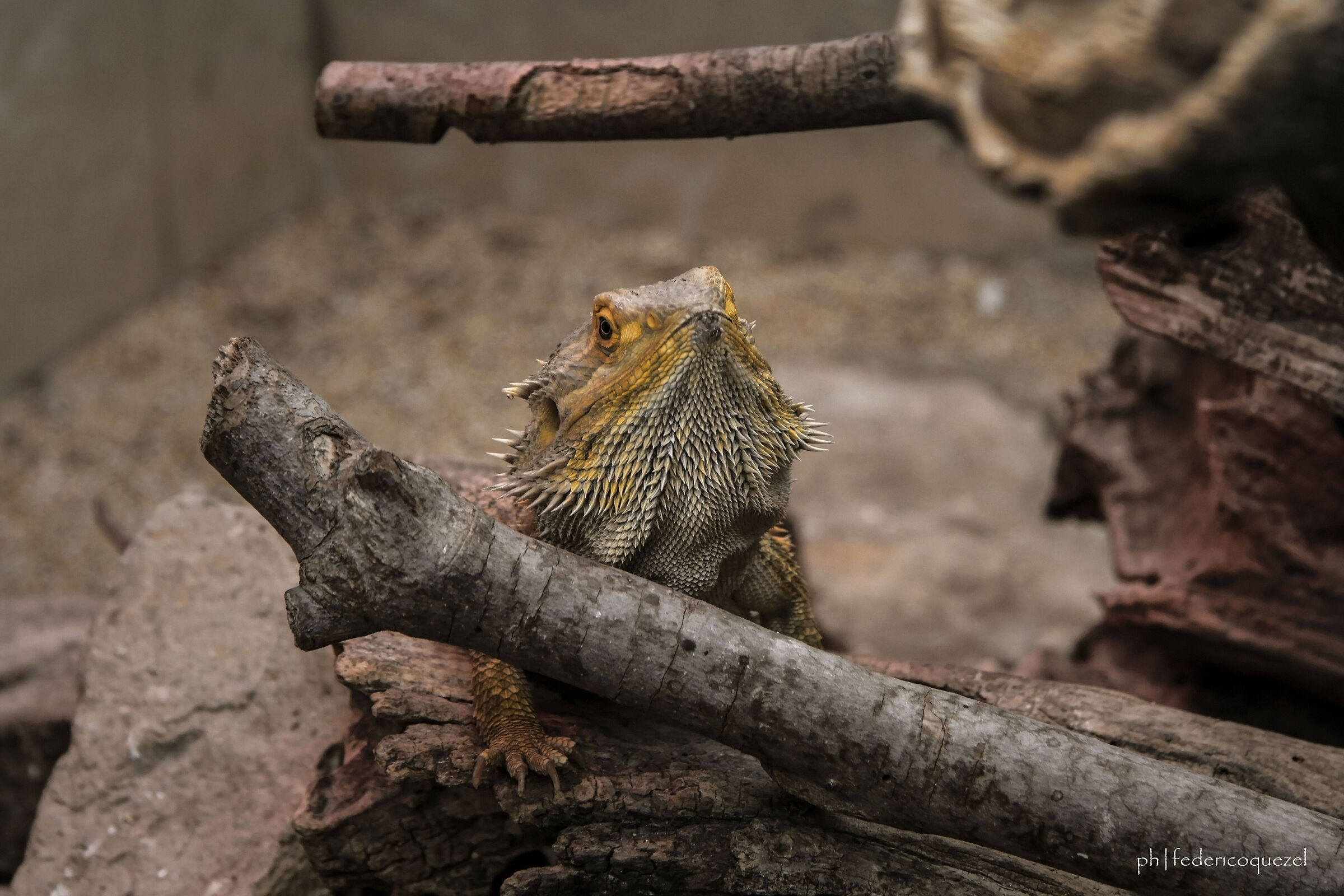 Pogona vitticeps