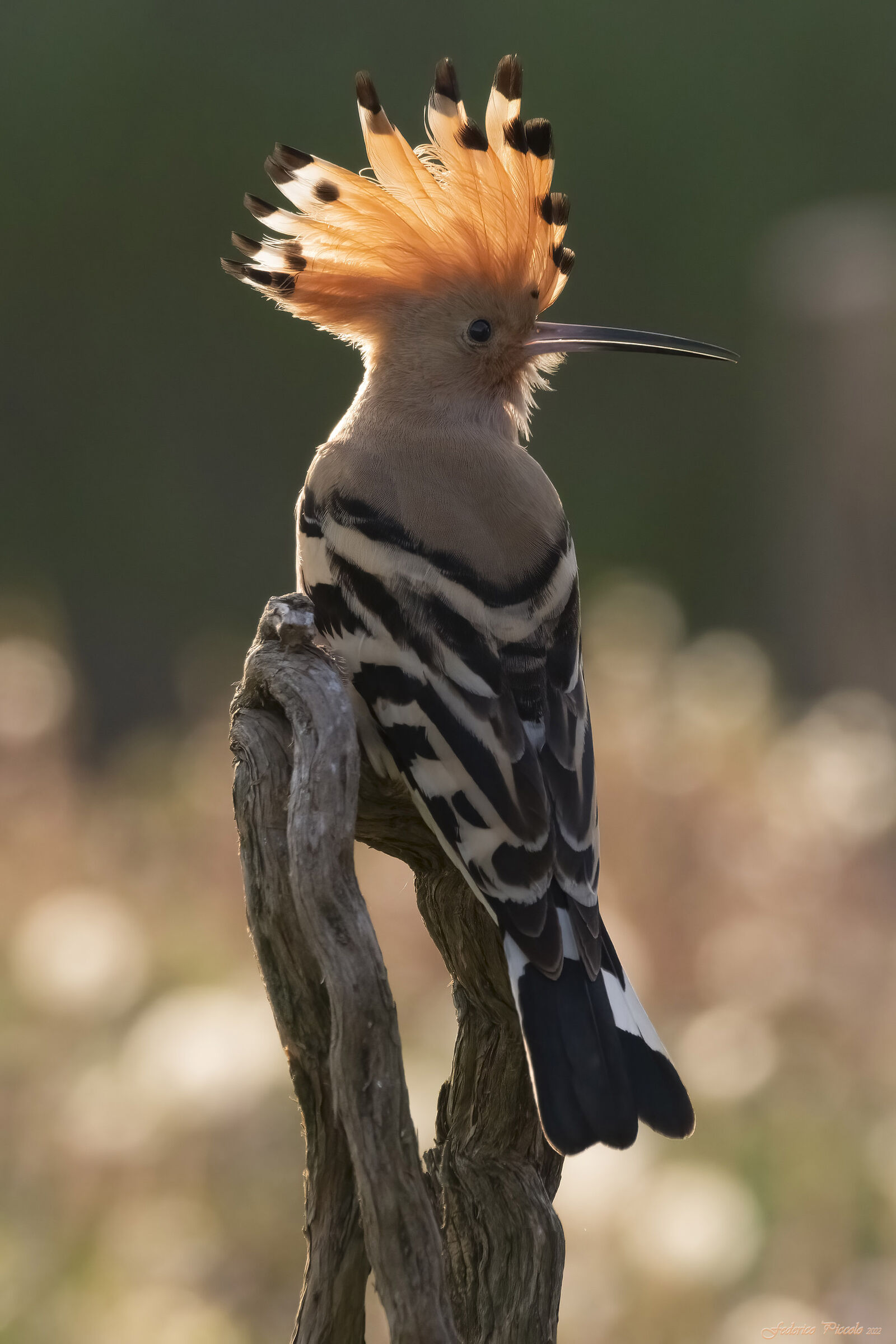 Hoopoe