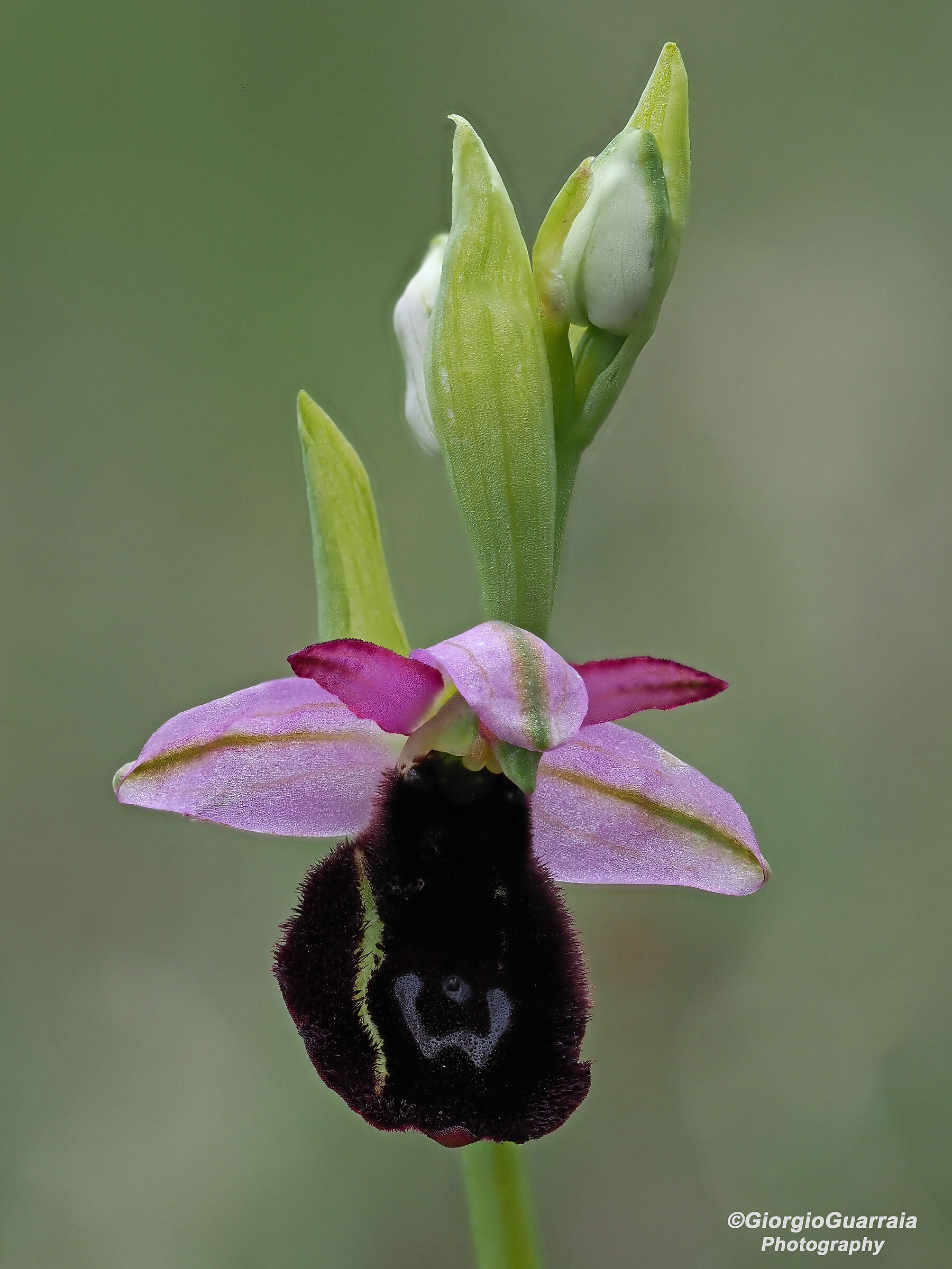 Ophrys benacensis