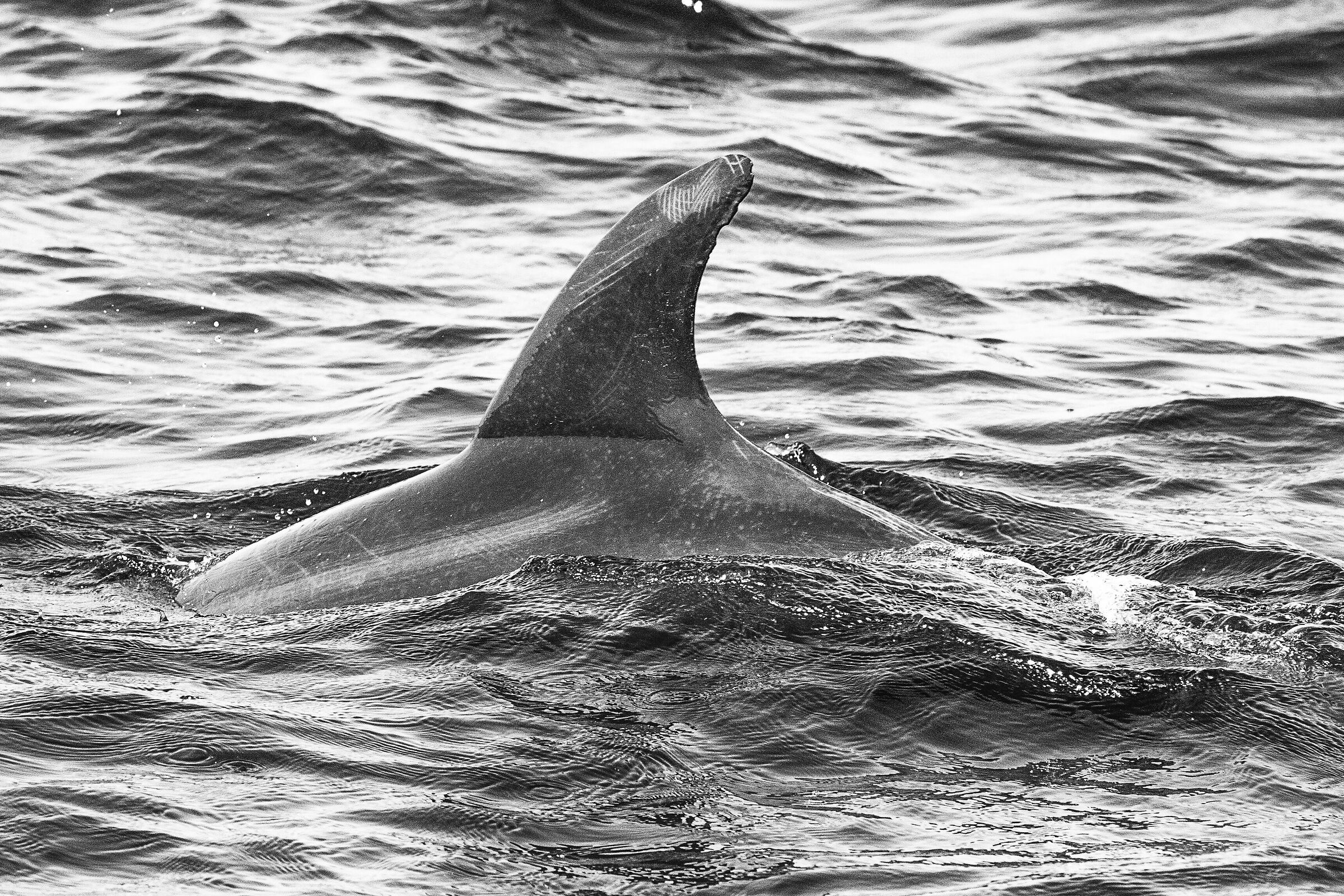 Delfino a largo di Ras Al Hadd