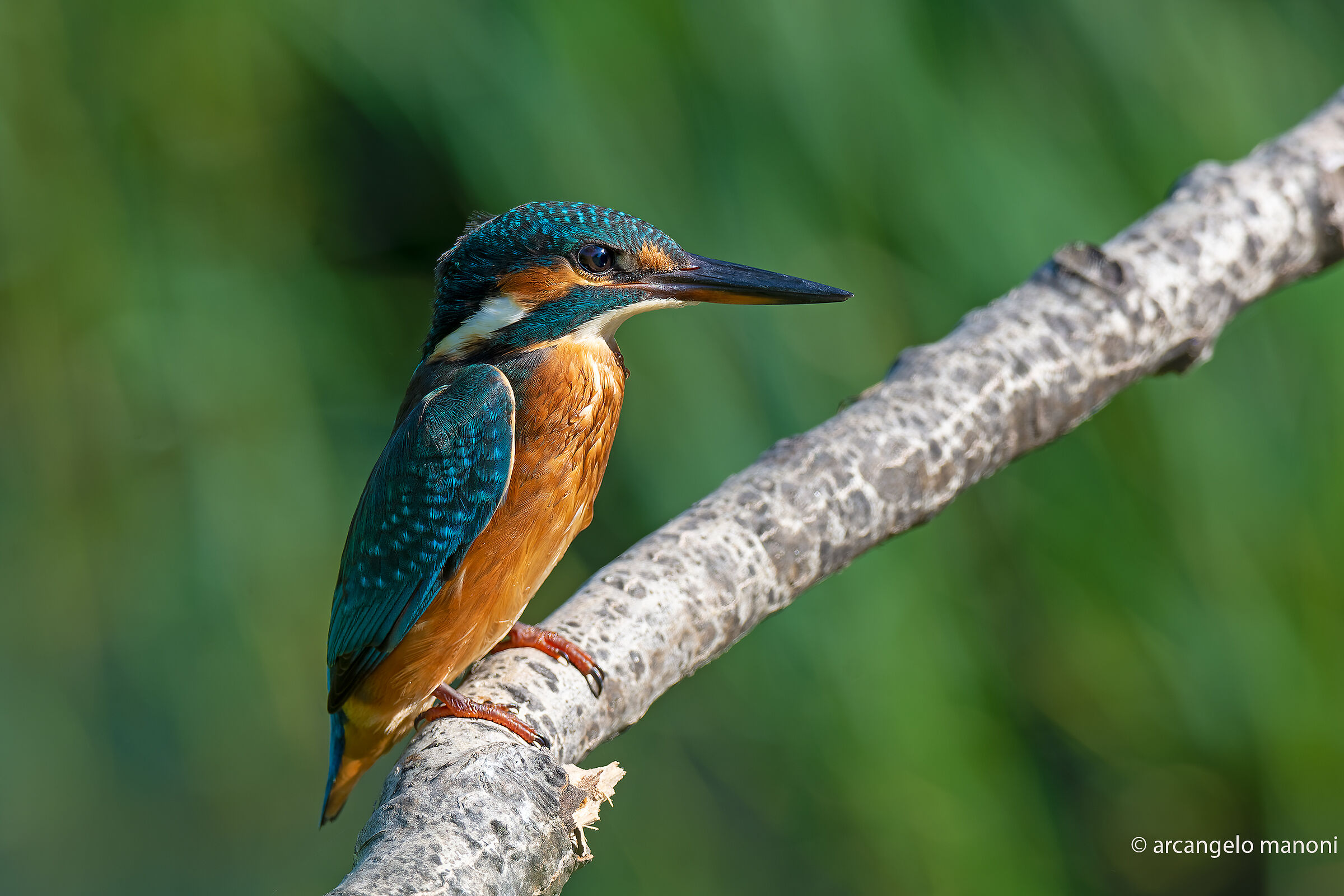 Il mio amico martino