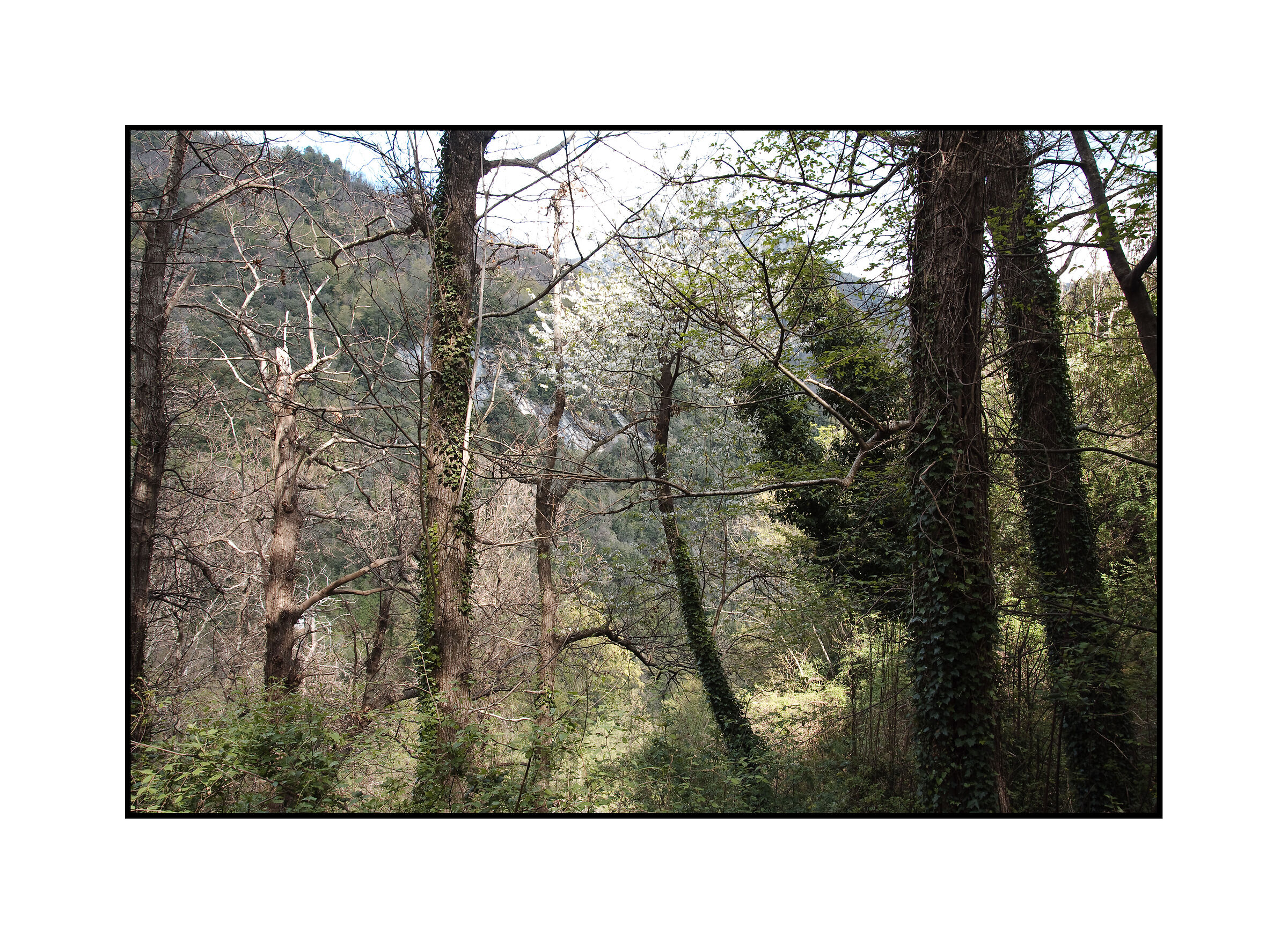 forest