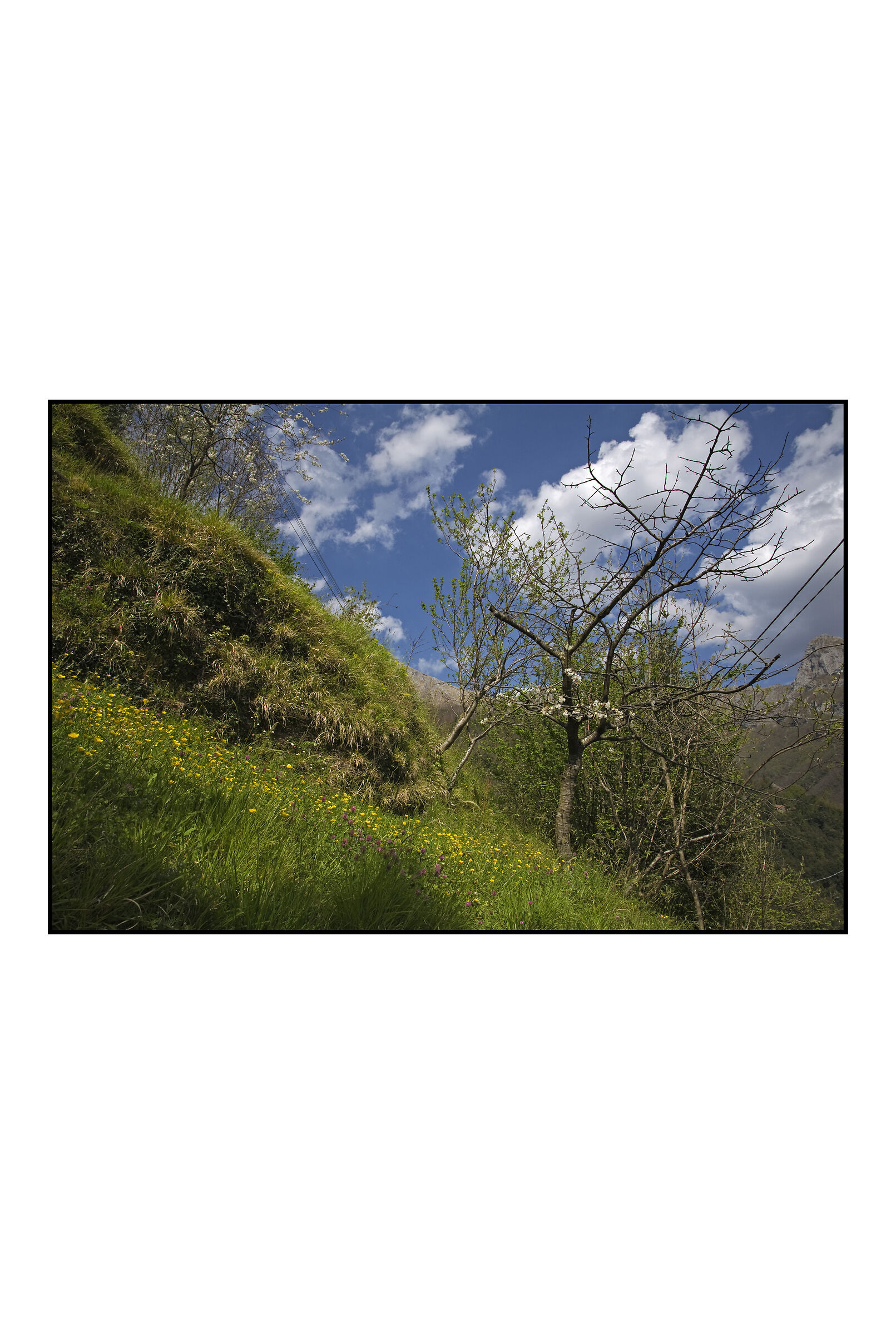 glade