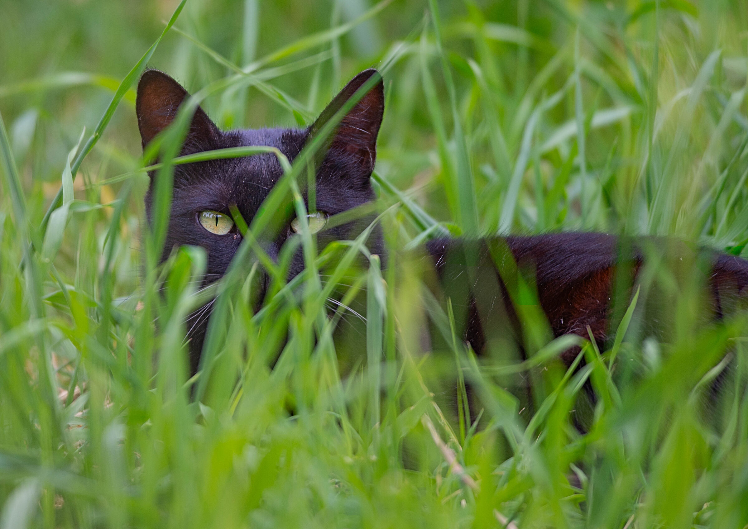 I see you!!